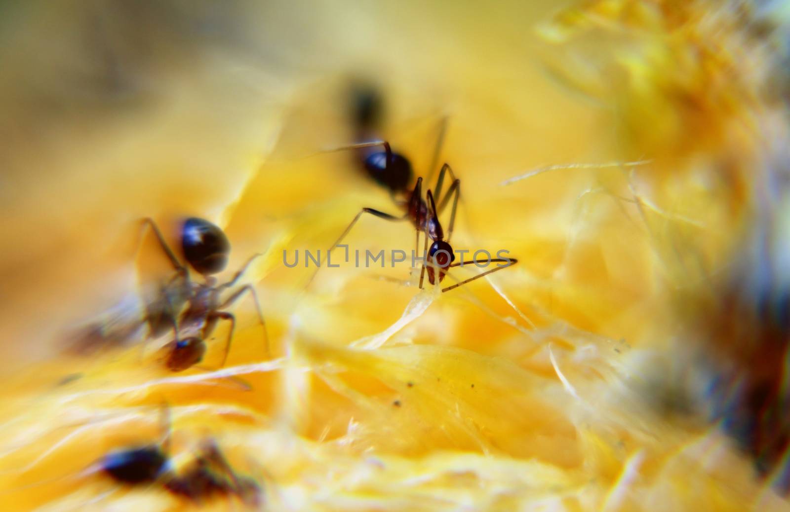 Ants swarming for food from ripe fruit