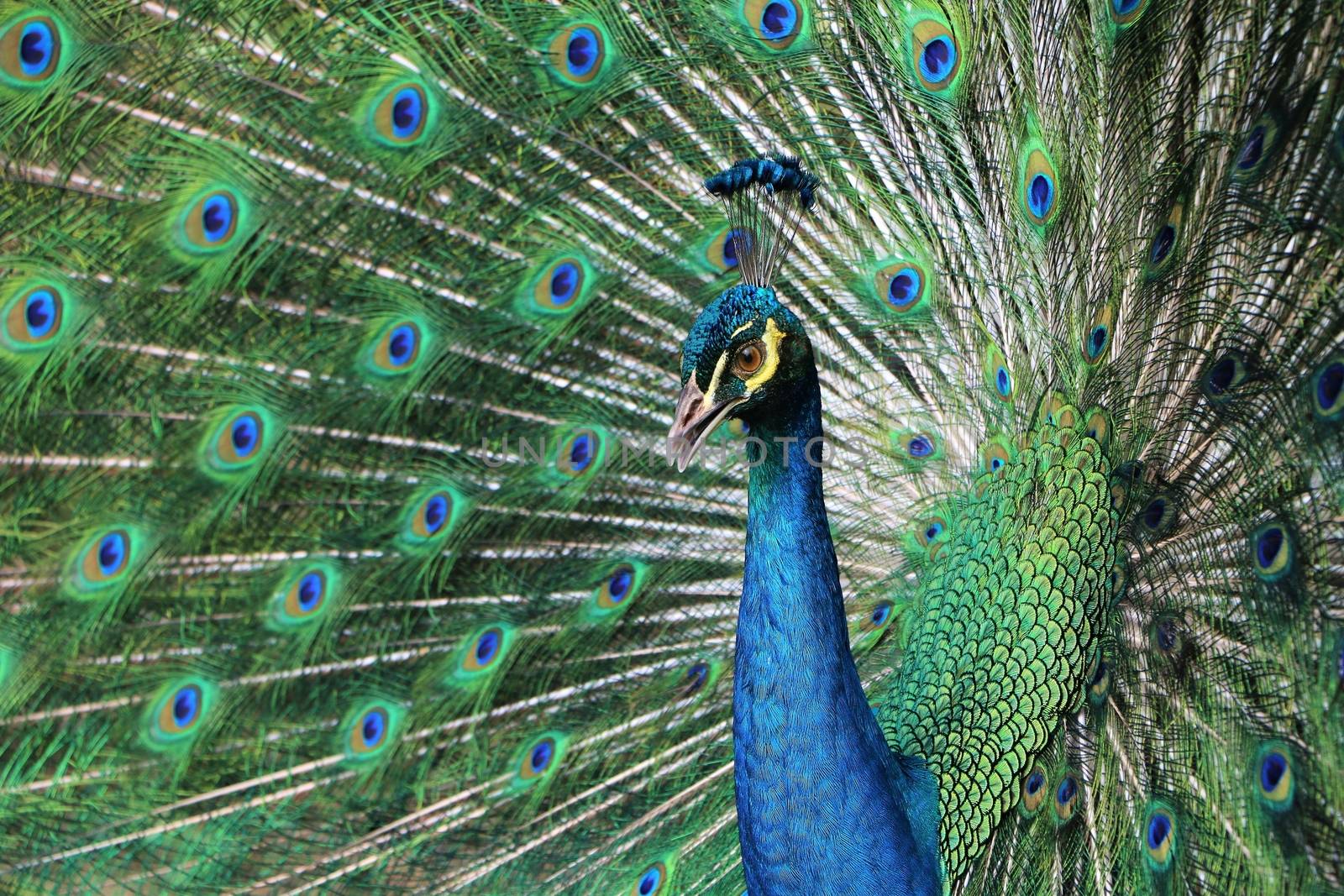 Peacock with feathers stand out by razihusin