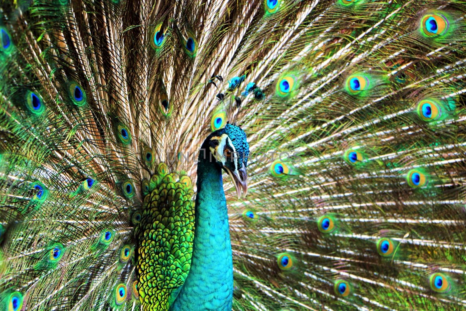 Peacock with feathers stand out