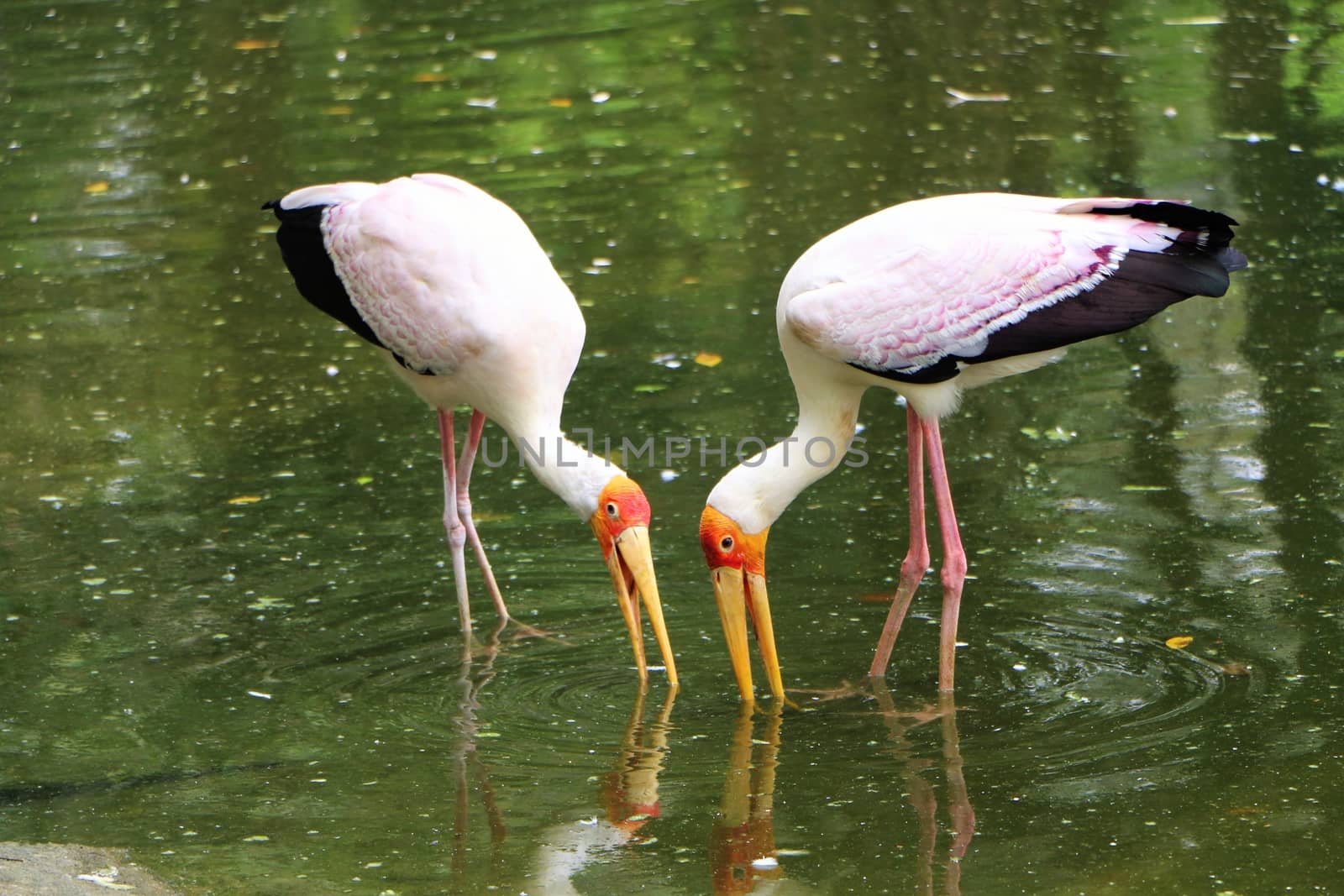 Two African yellow billed feeding at the lake by razihusin