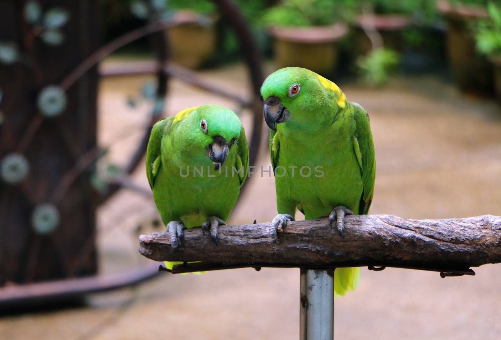 Yellow Naped Amazon Parrot sitting on wood by razihusin