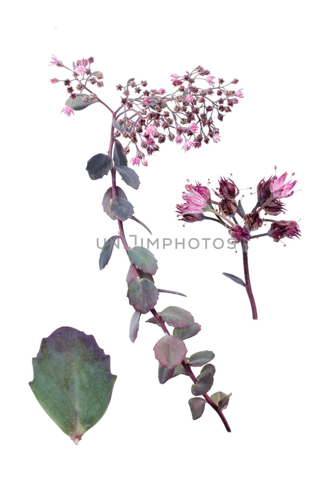 Sedum cauticola with details of leaf and bloom against white background.