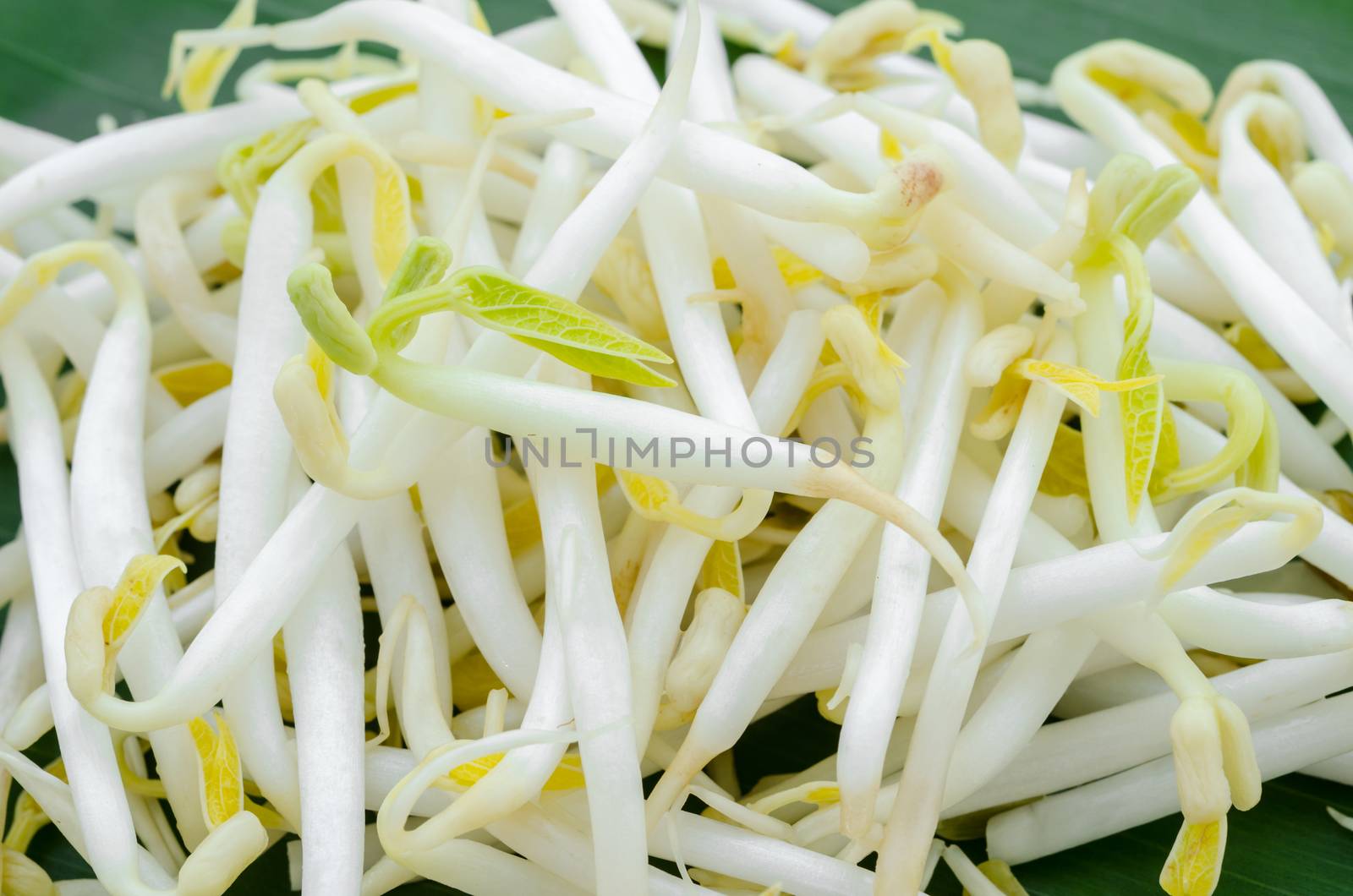Mung Bean Sprouts on green leaf background.