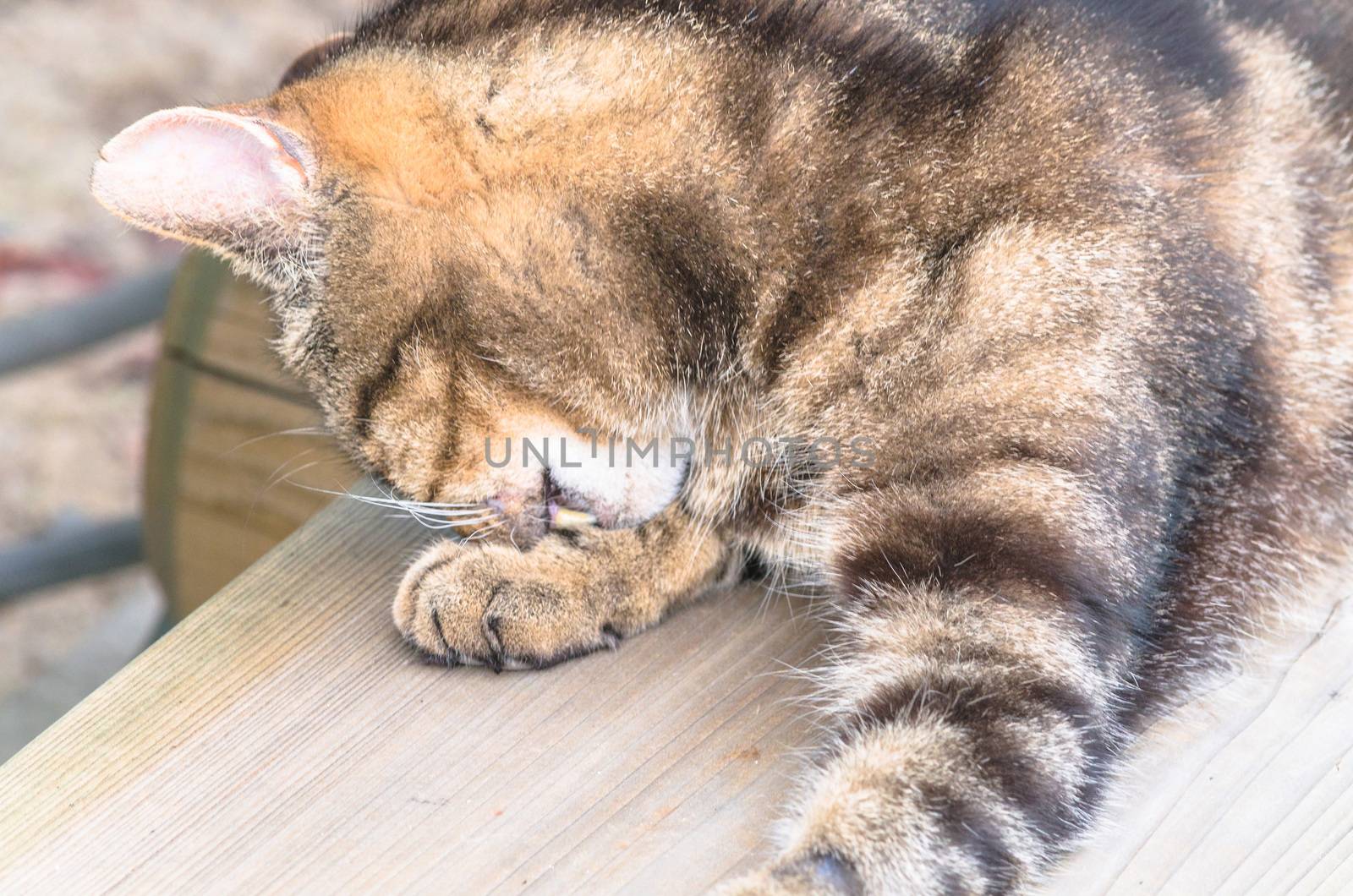 House cat licking its paw after eating.