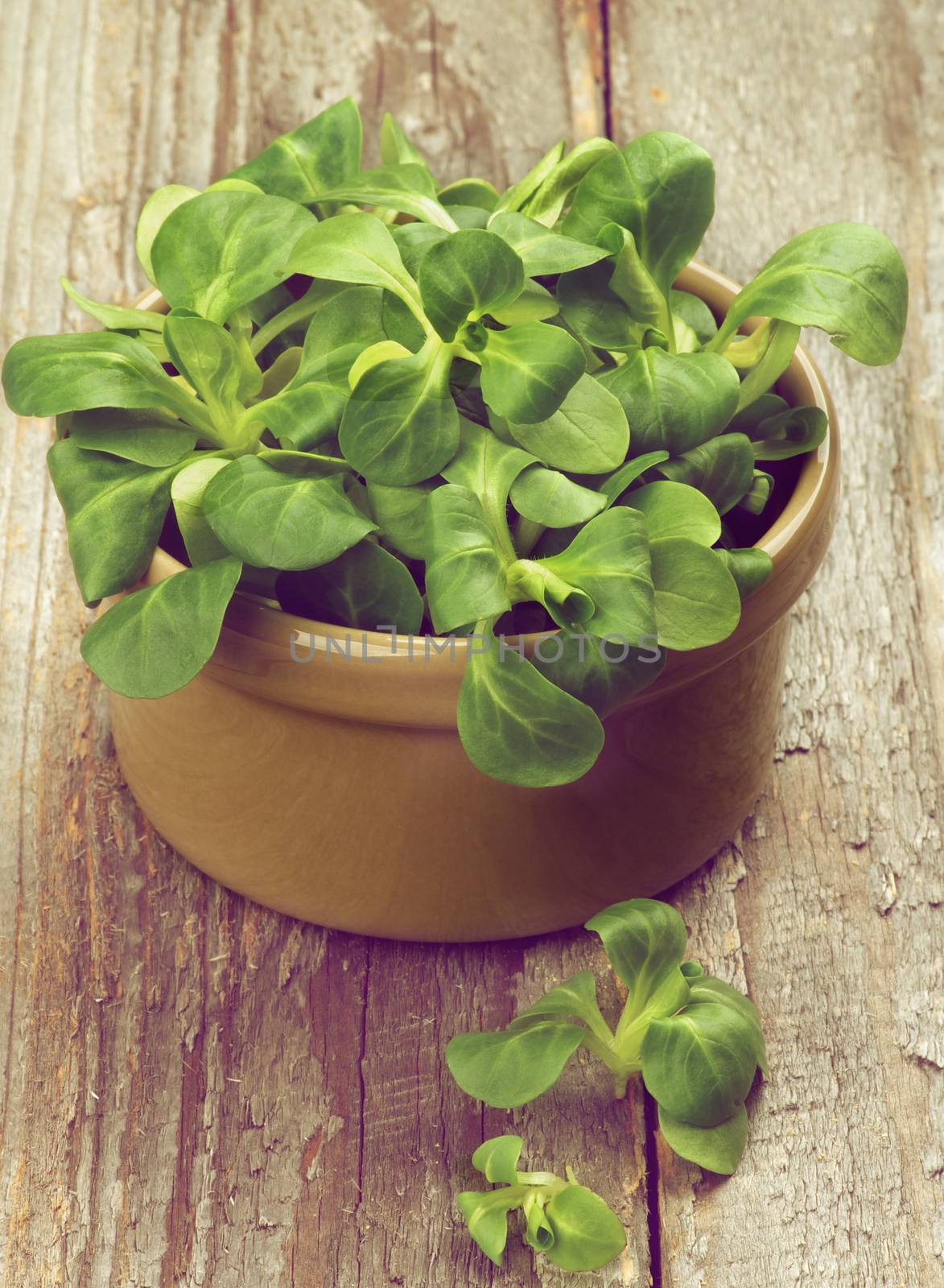 Bowl with Fresh Picked Corn Salad closeup on Rustic Wooden background. Retro Styled