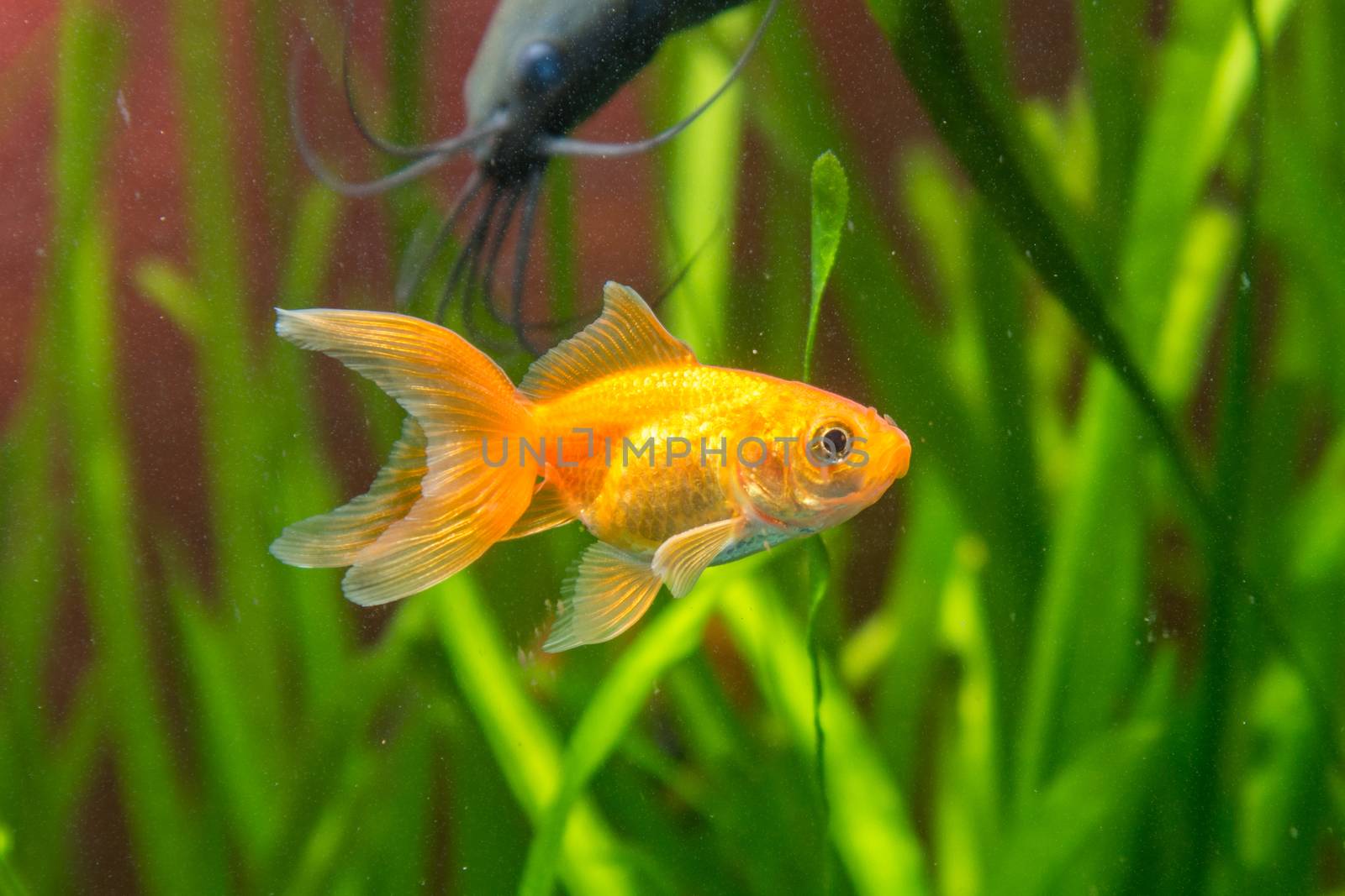 View of a goldfish in a home freshwater aquarium