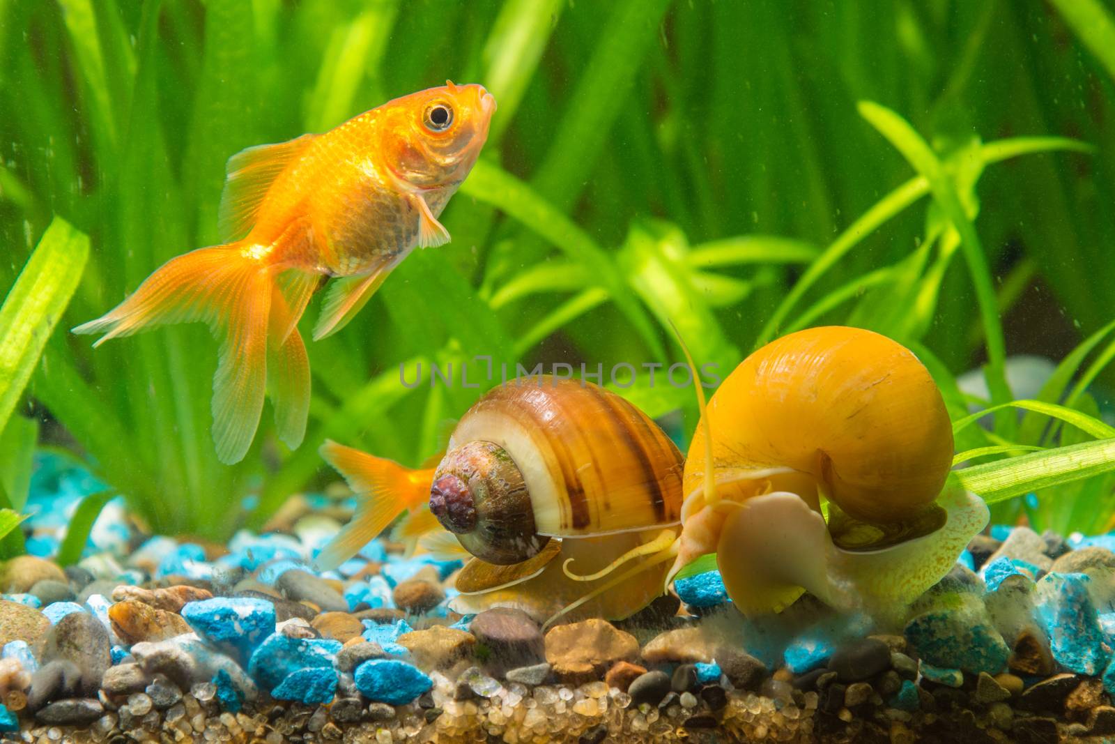 View goldfish and two snails Ampularia a home freshwater aquarium