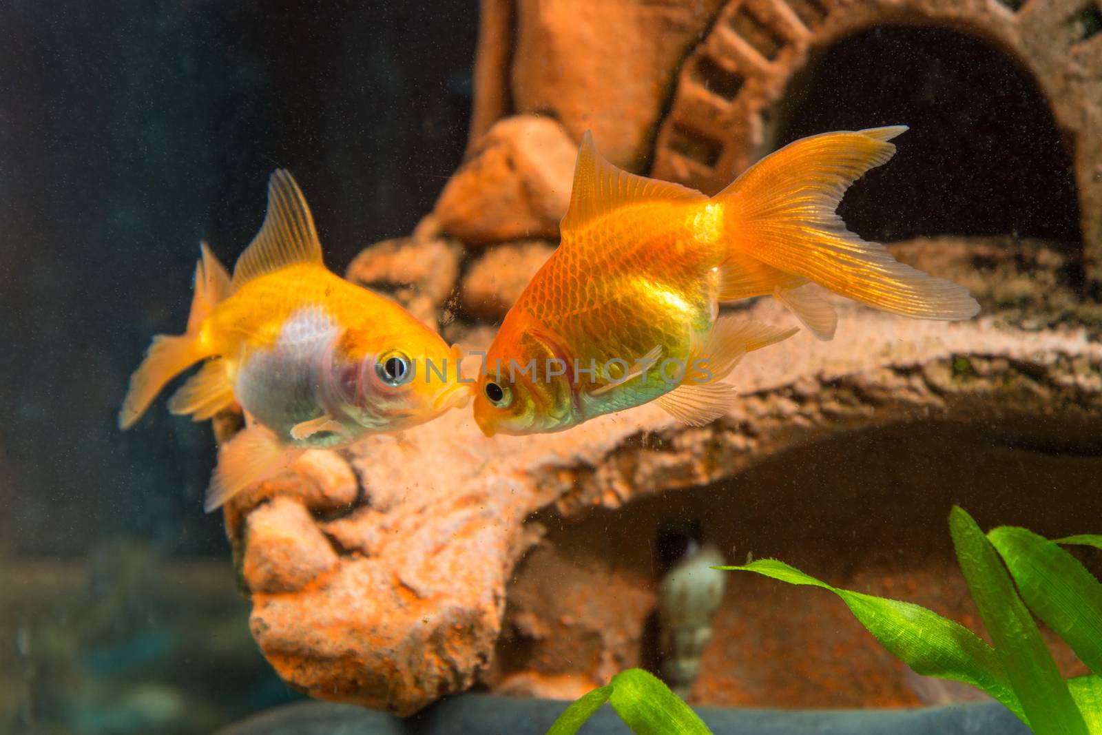 View of a goldfish in a home freshwater aquarium