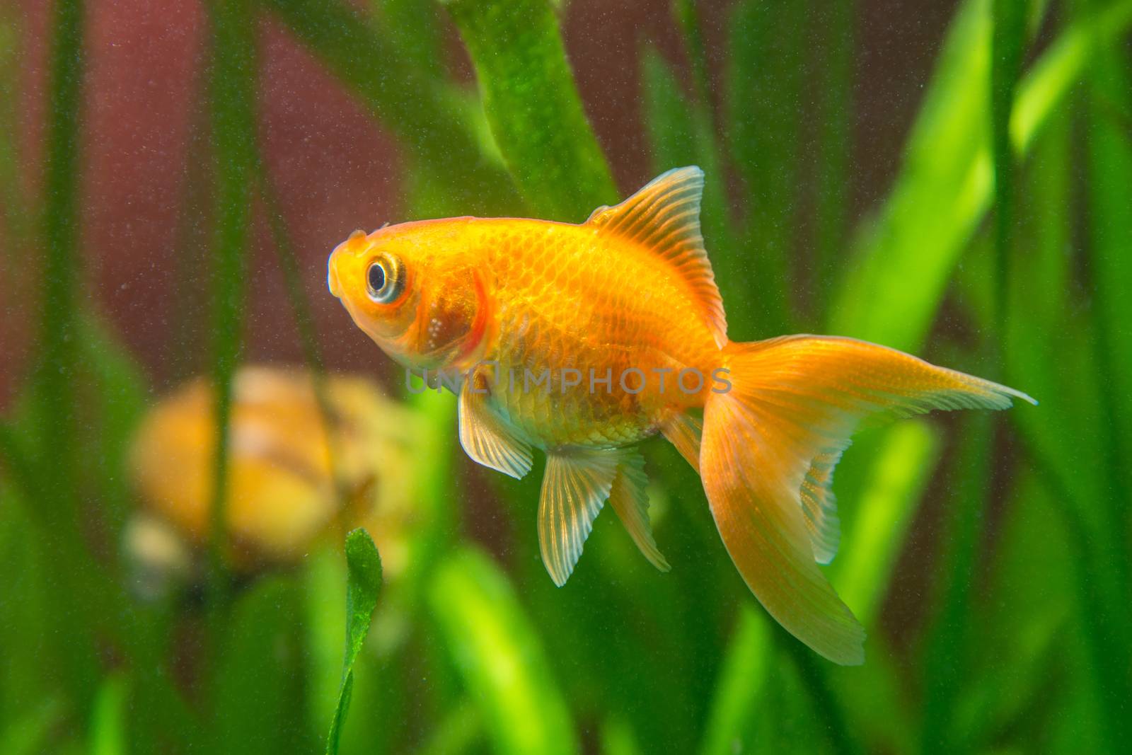 View of a goldfish in a home freshwater aquarium