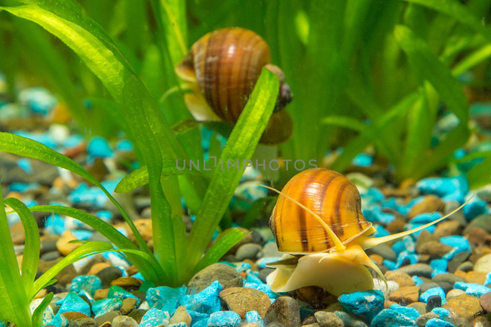 View of the two snails Ampularia a home freshwater aquarium