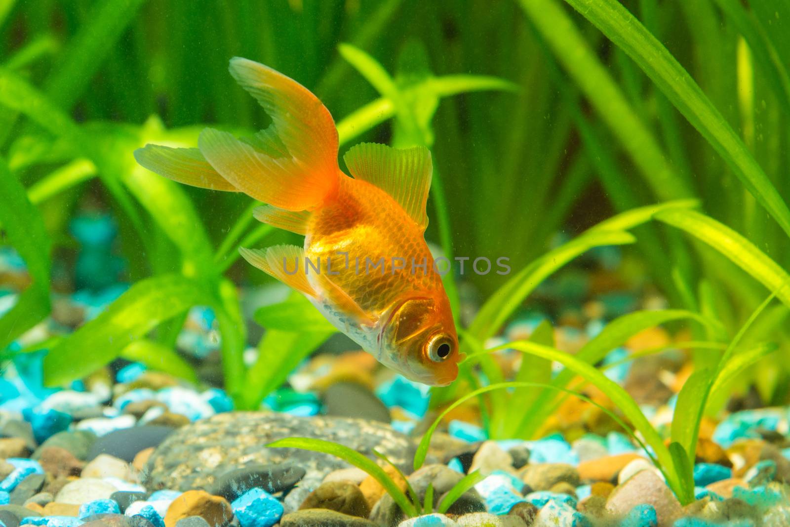 View of a goldfish in a home freshwater aquarium
