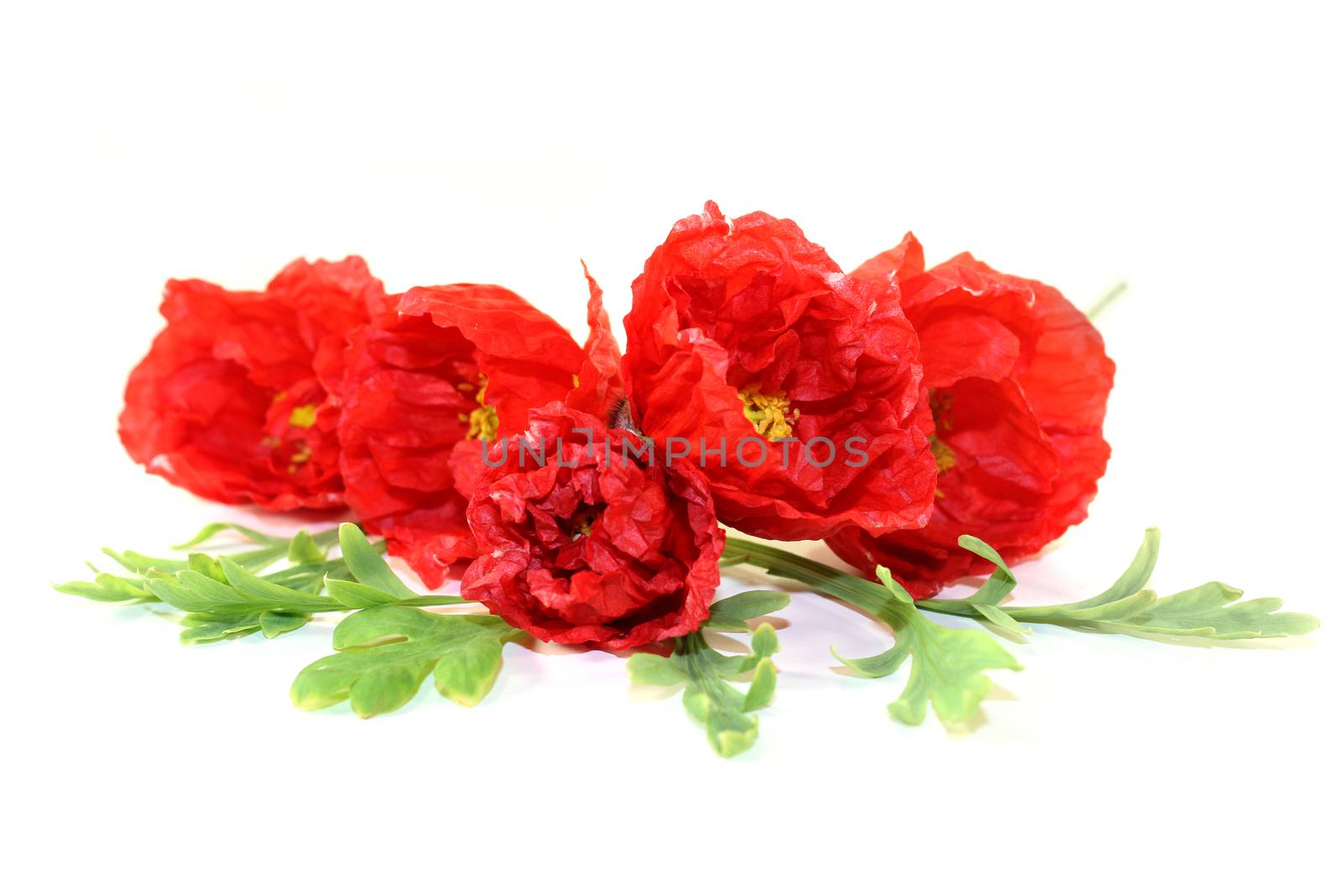 Iceland poppies by silencefoto