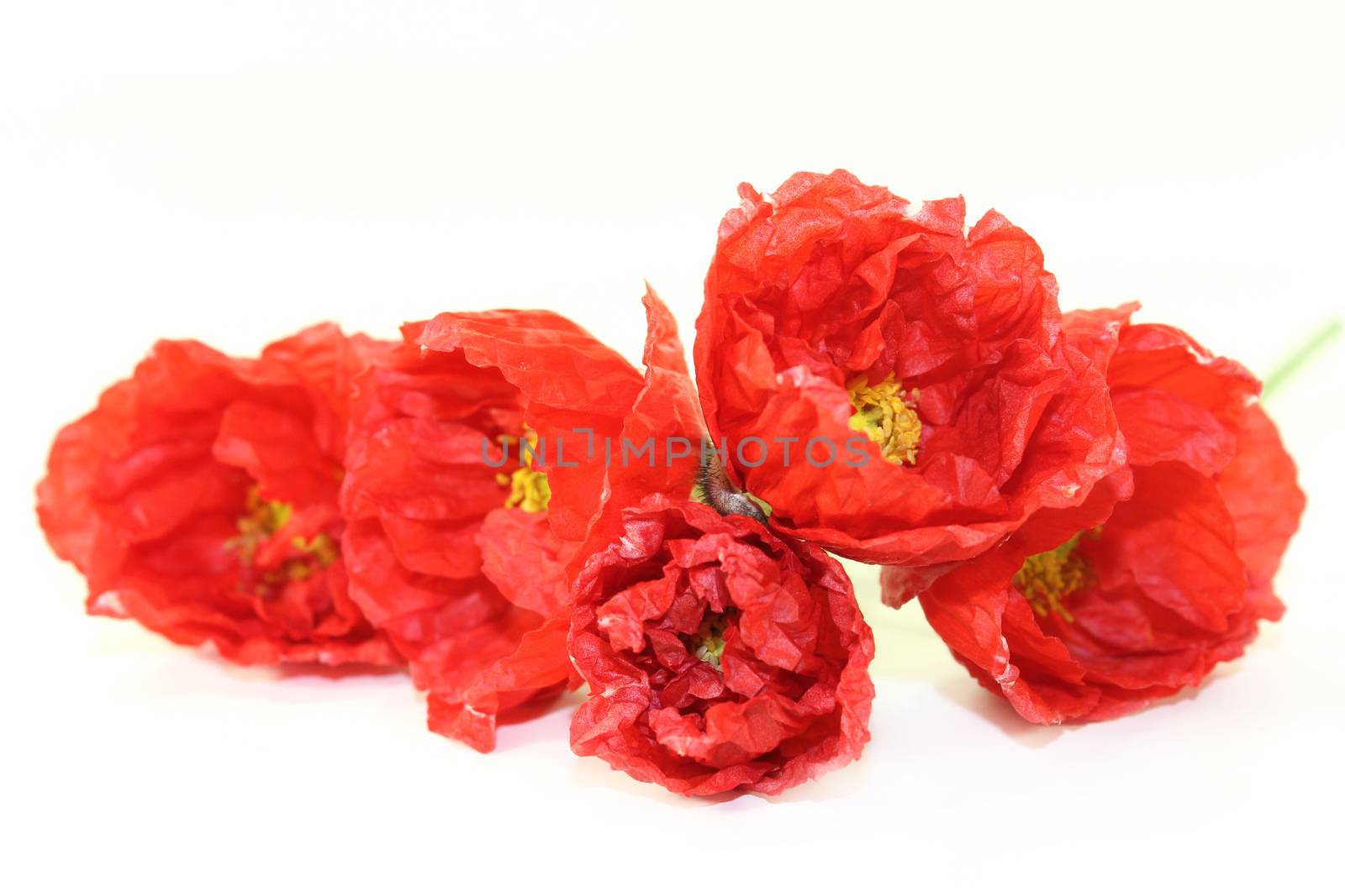 Red Iceland poppy flowers on a bright background
