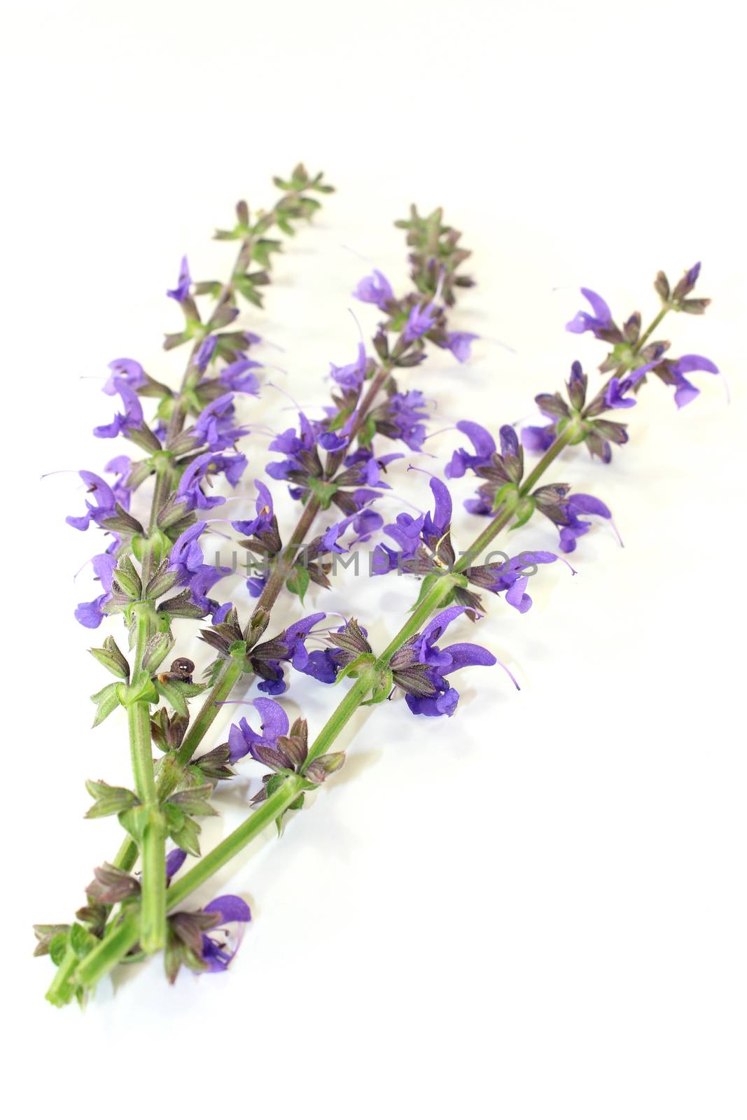 blue sage flowers on a bright background