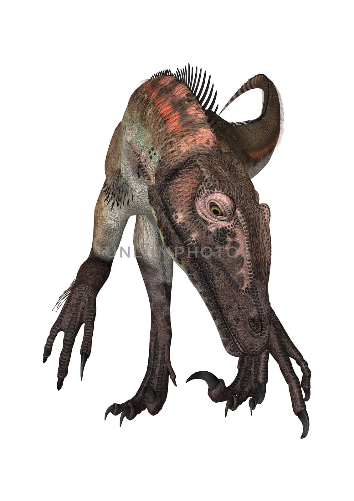 3D digital render of a dinosaur utahraptor isolated on white background