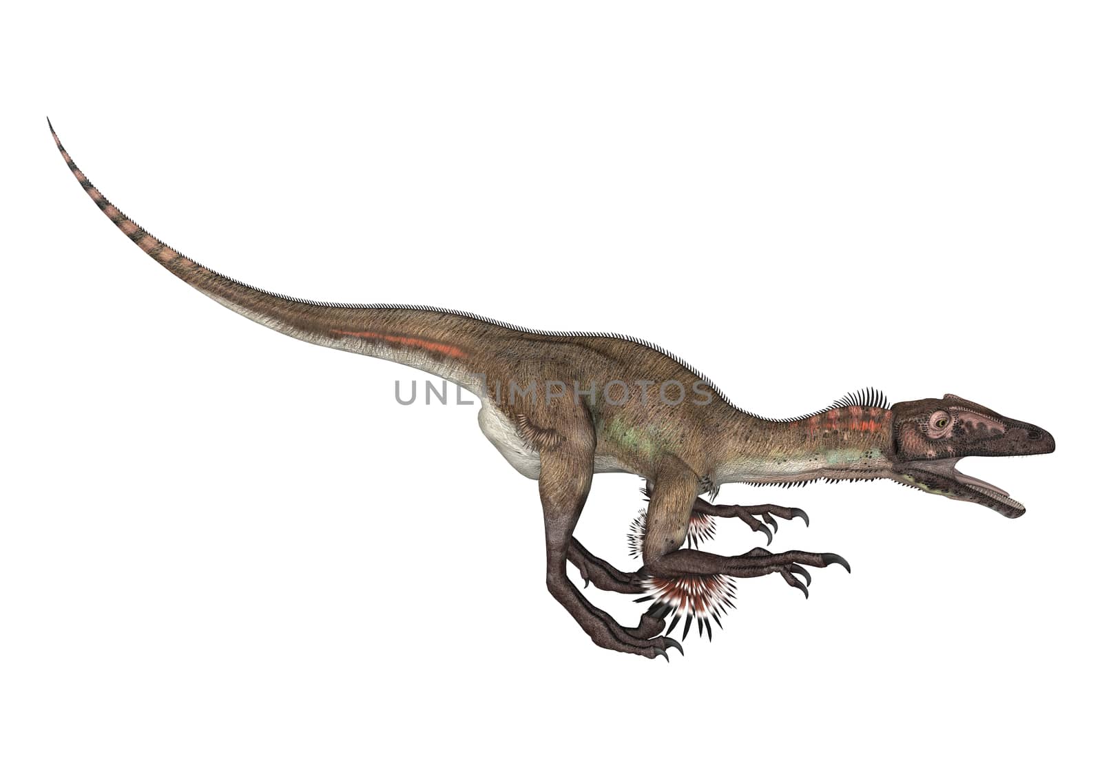 3D digital render of a dinosaur utahraptor isolated on white background