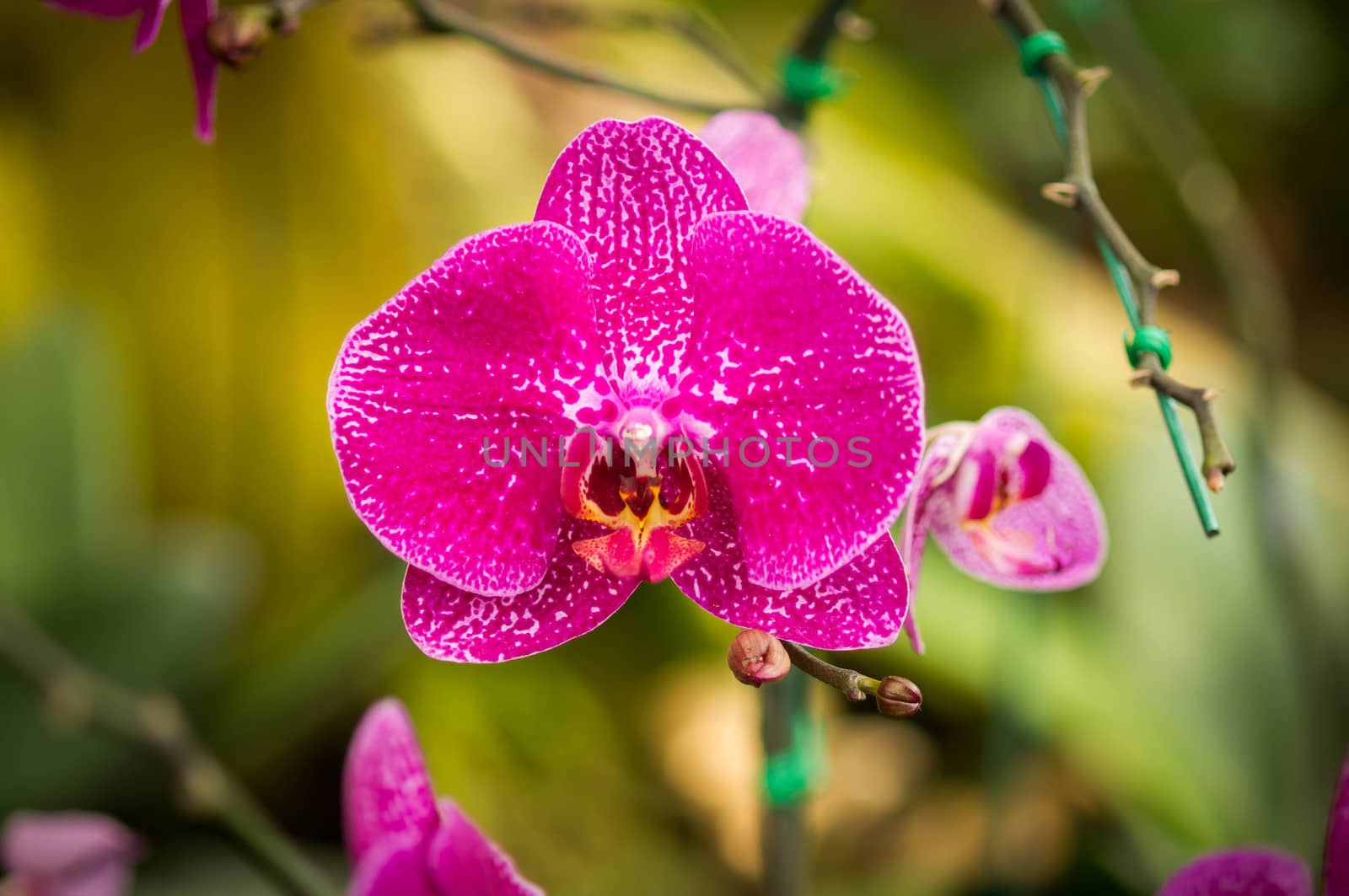 Orchid flowers closeup. by seksan44