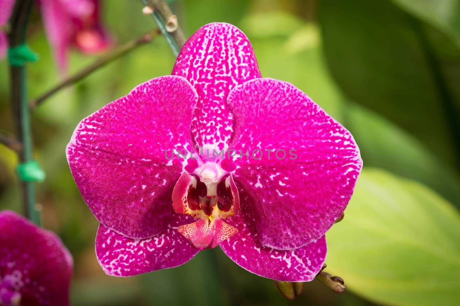 Beautiful pink orchid flowers closeup.