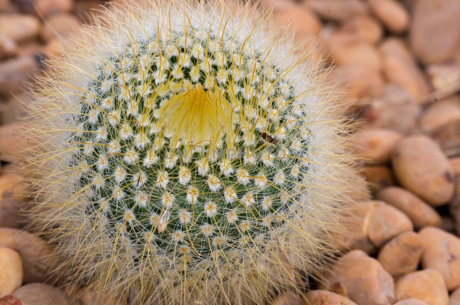 Close up view of several cactus.