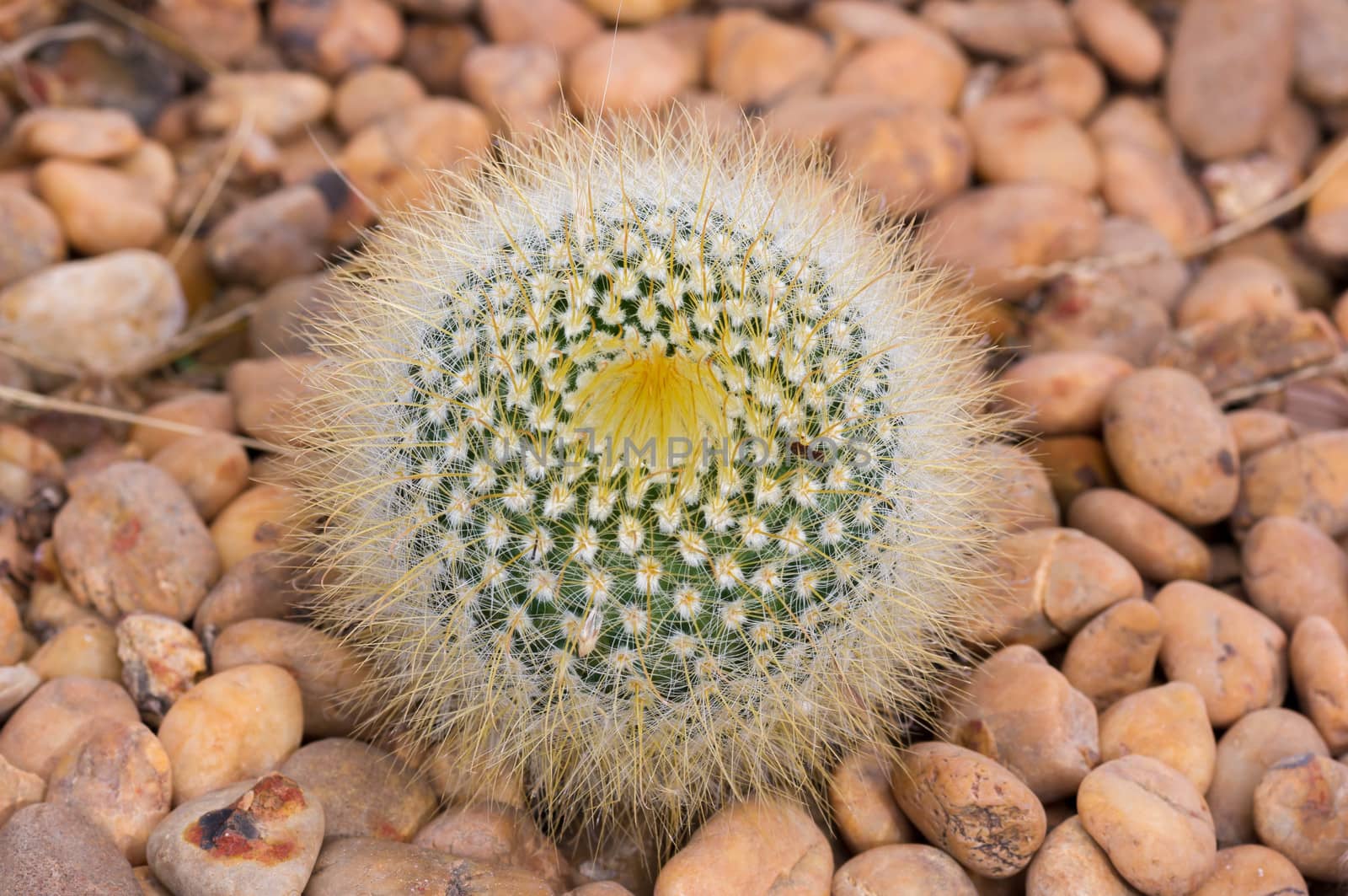 Close up cactus. by seksan44