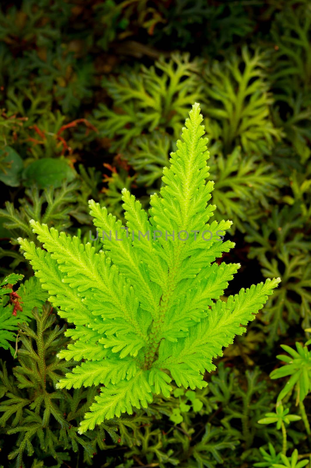 Green fern leaves by seksan44