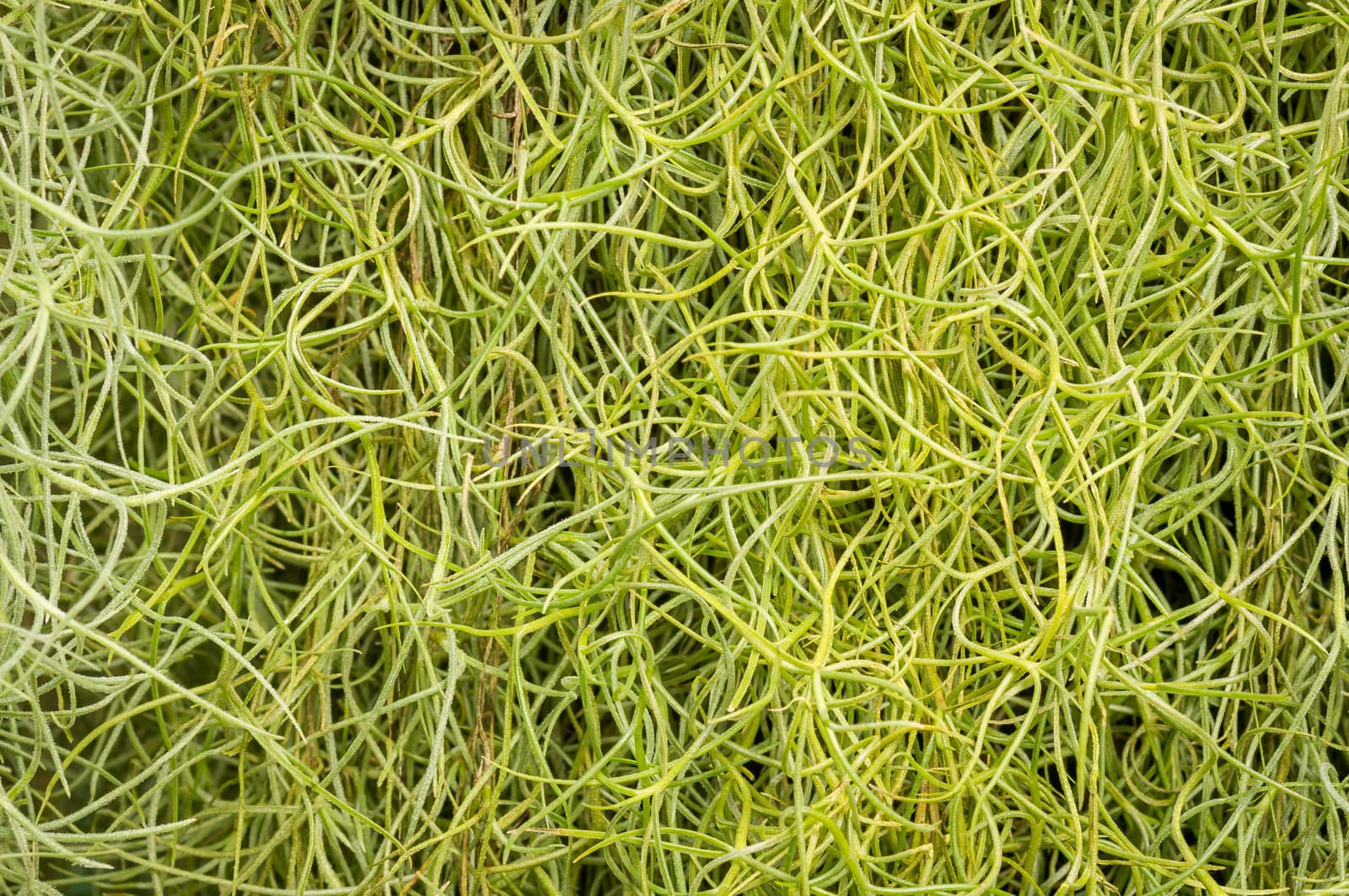 Green spanish moss background.