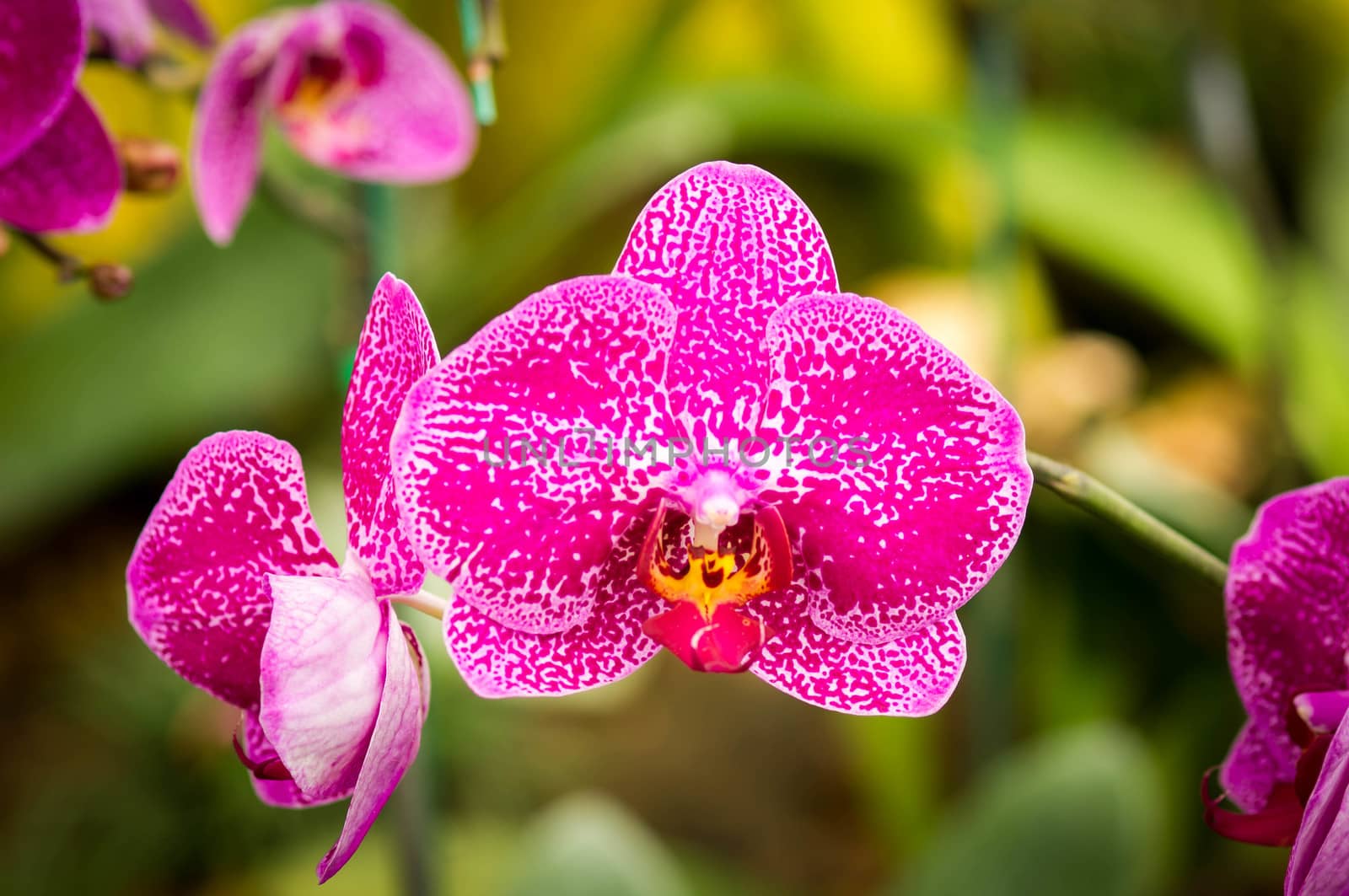 Beautiful pink orchid flowers closeup.