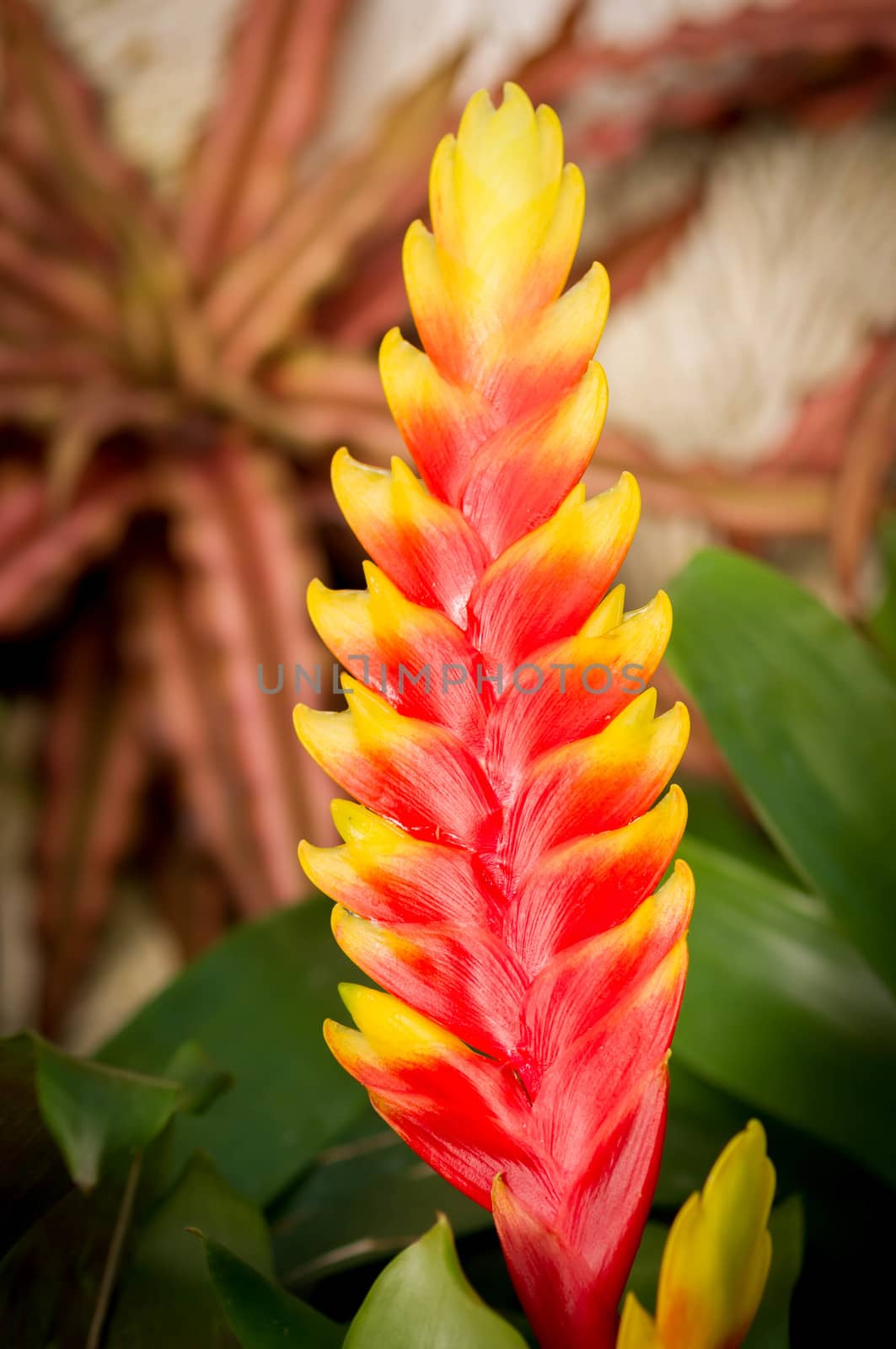 bromeliad or vriesea splendens flower