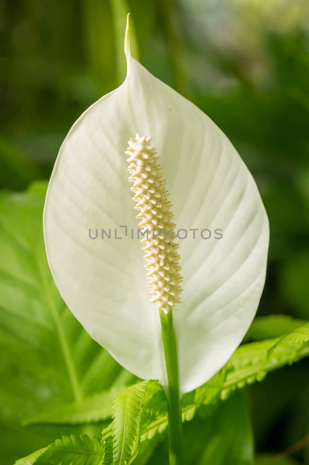 Flamingo Flower, antherium plants.