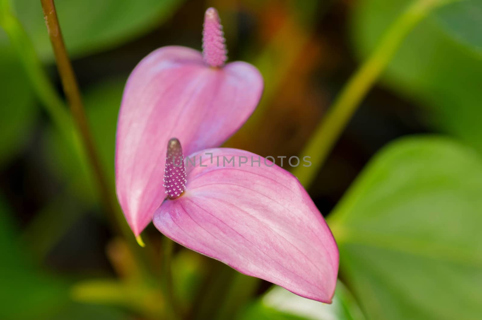 Flamingo Flower, antherium plants.