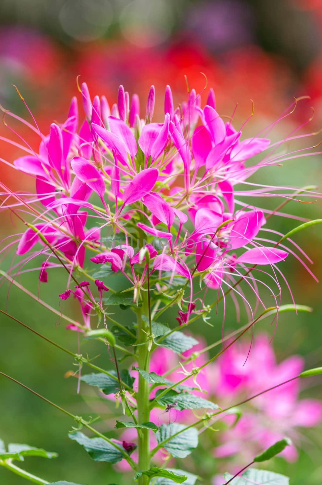 Spider flower(Cleome hassleriana) in the garden for background use.