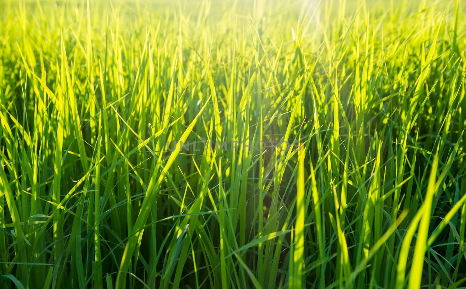 paddy young rice field in blue sky