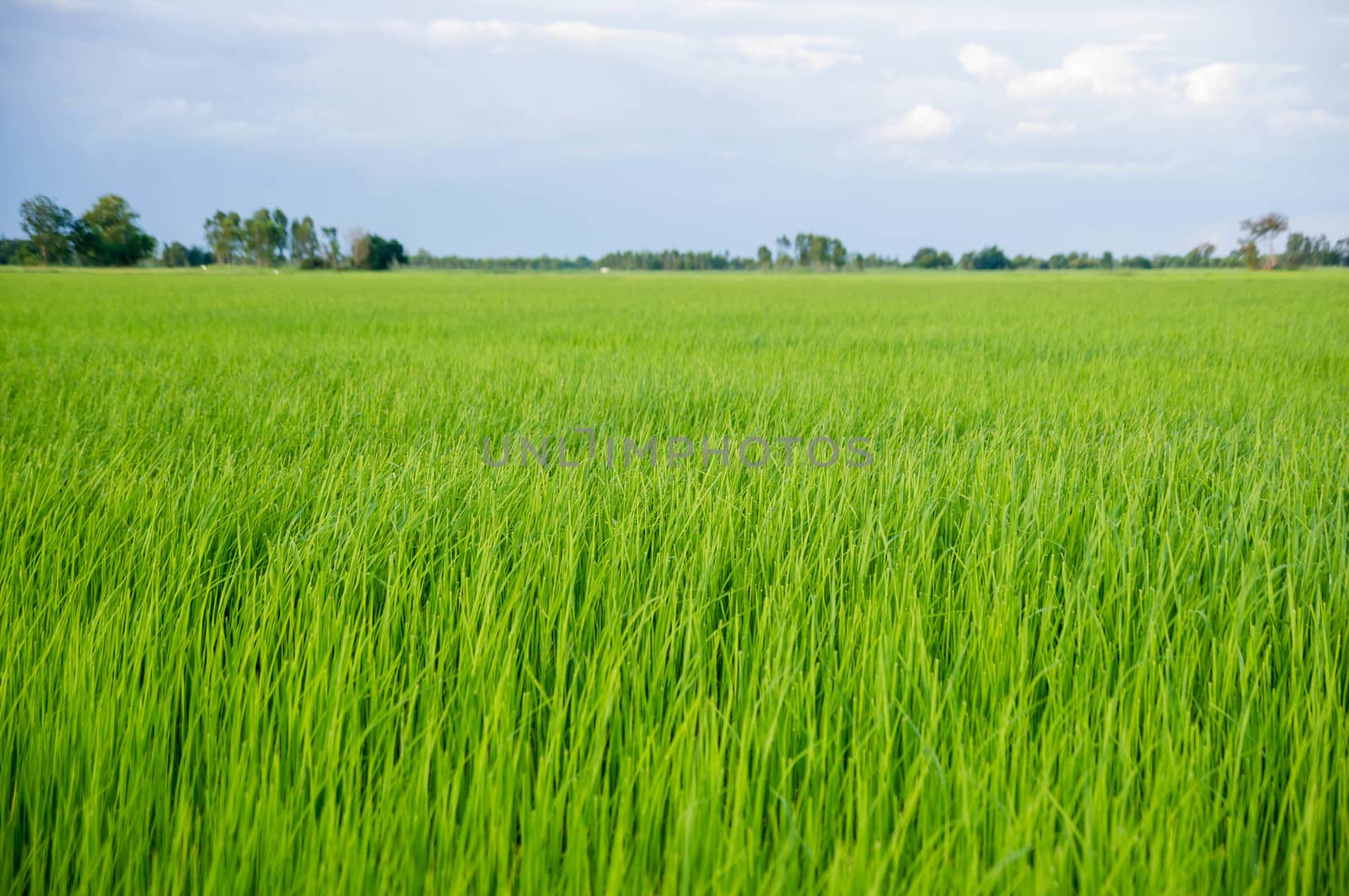 paddy young rice field in blue sky