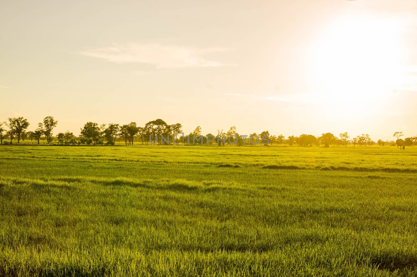 young rice field by seksan44