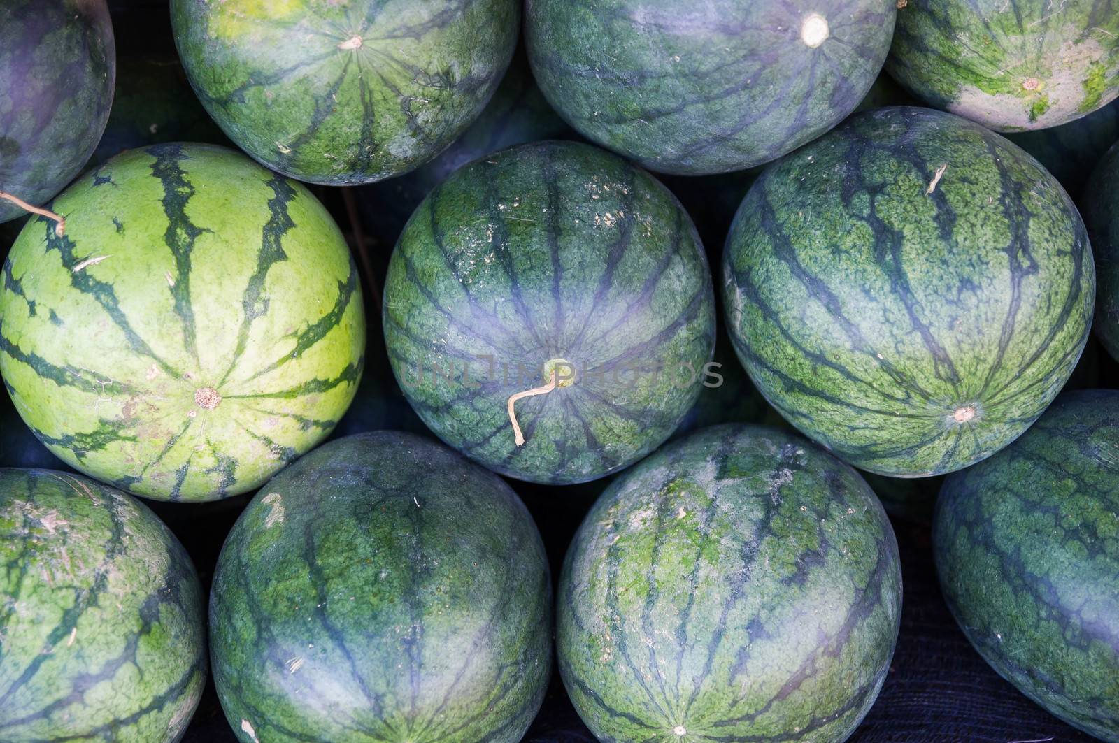 Many big sweet green watermelons