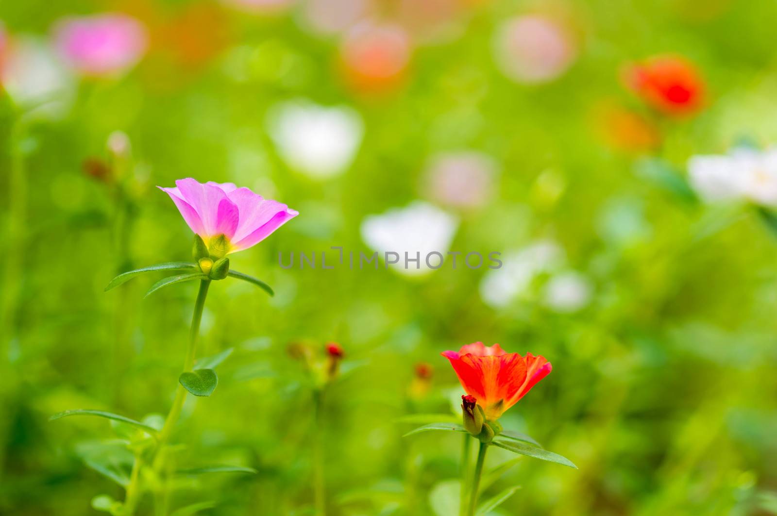 Pretty little flowers that is  many names as Common Purslane, Verdolaga, Pigweed, Little Hogweed or Pusley.