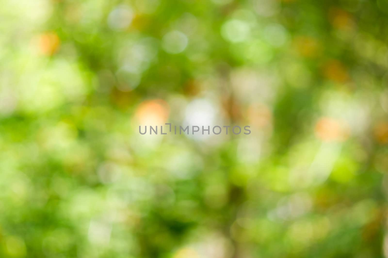 Natural bokeh and blur background.