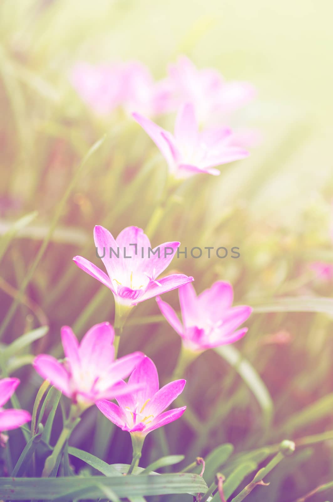 pink zephyranthes flowers. Rain Lily. color filter.