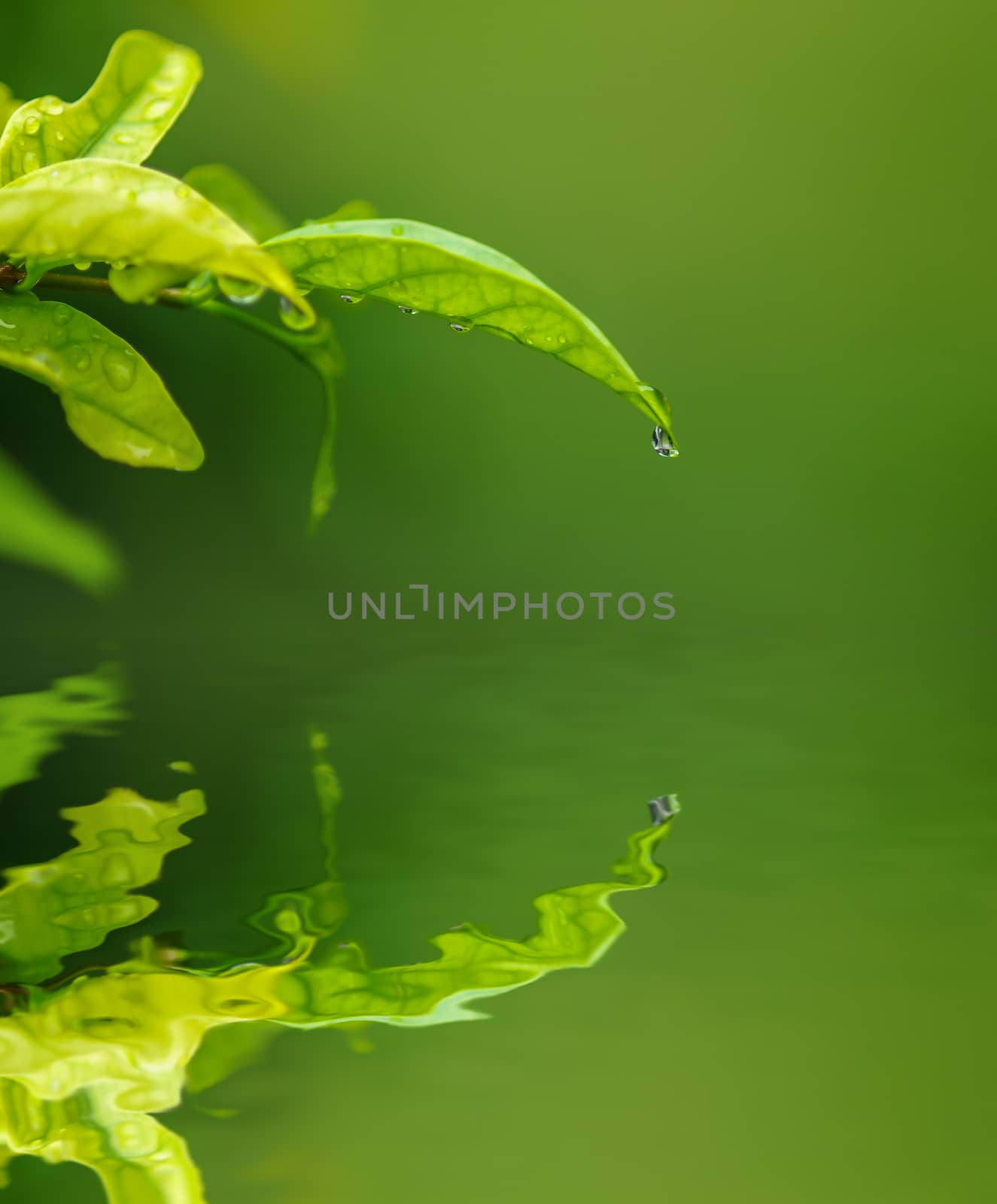 Water drop from green leaf on blur green background