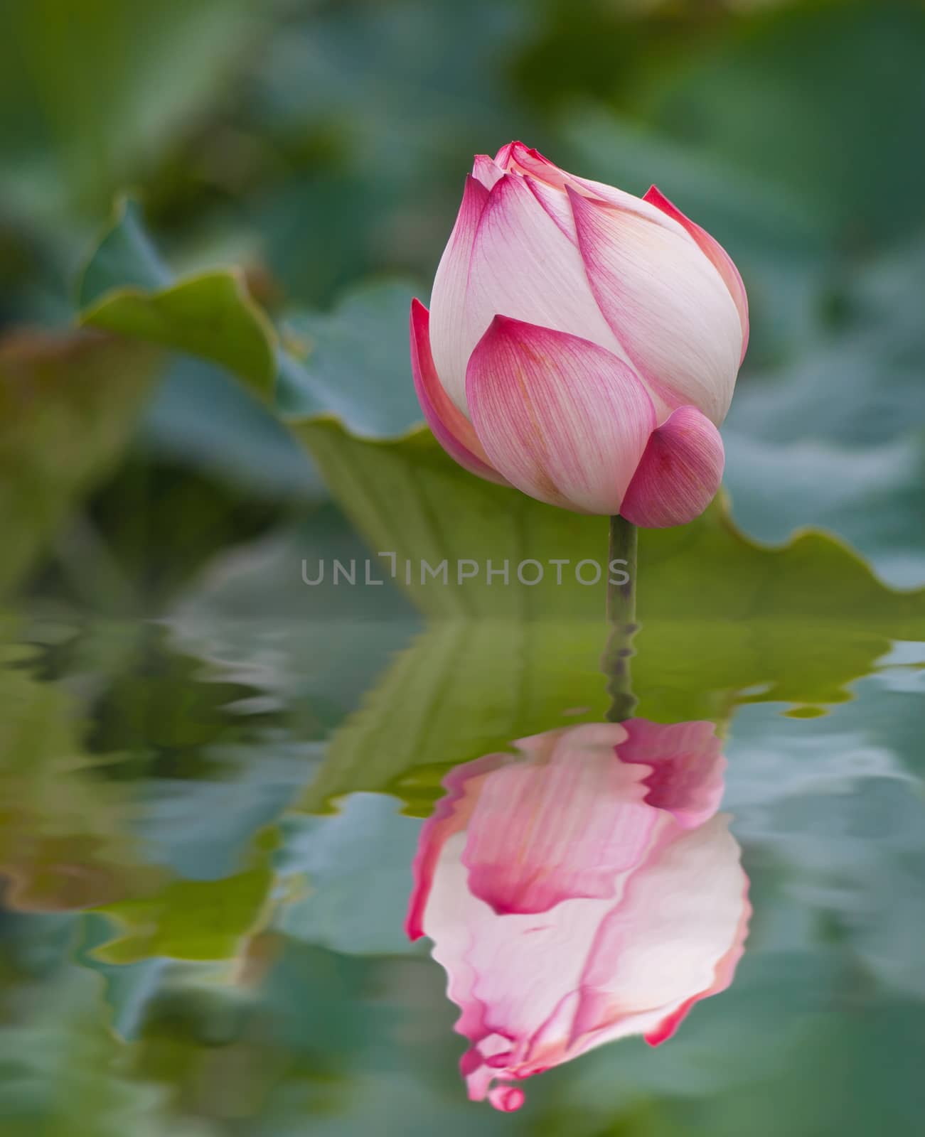 beautiful lotus flower in blooming