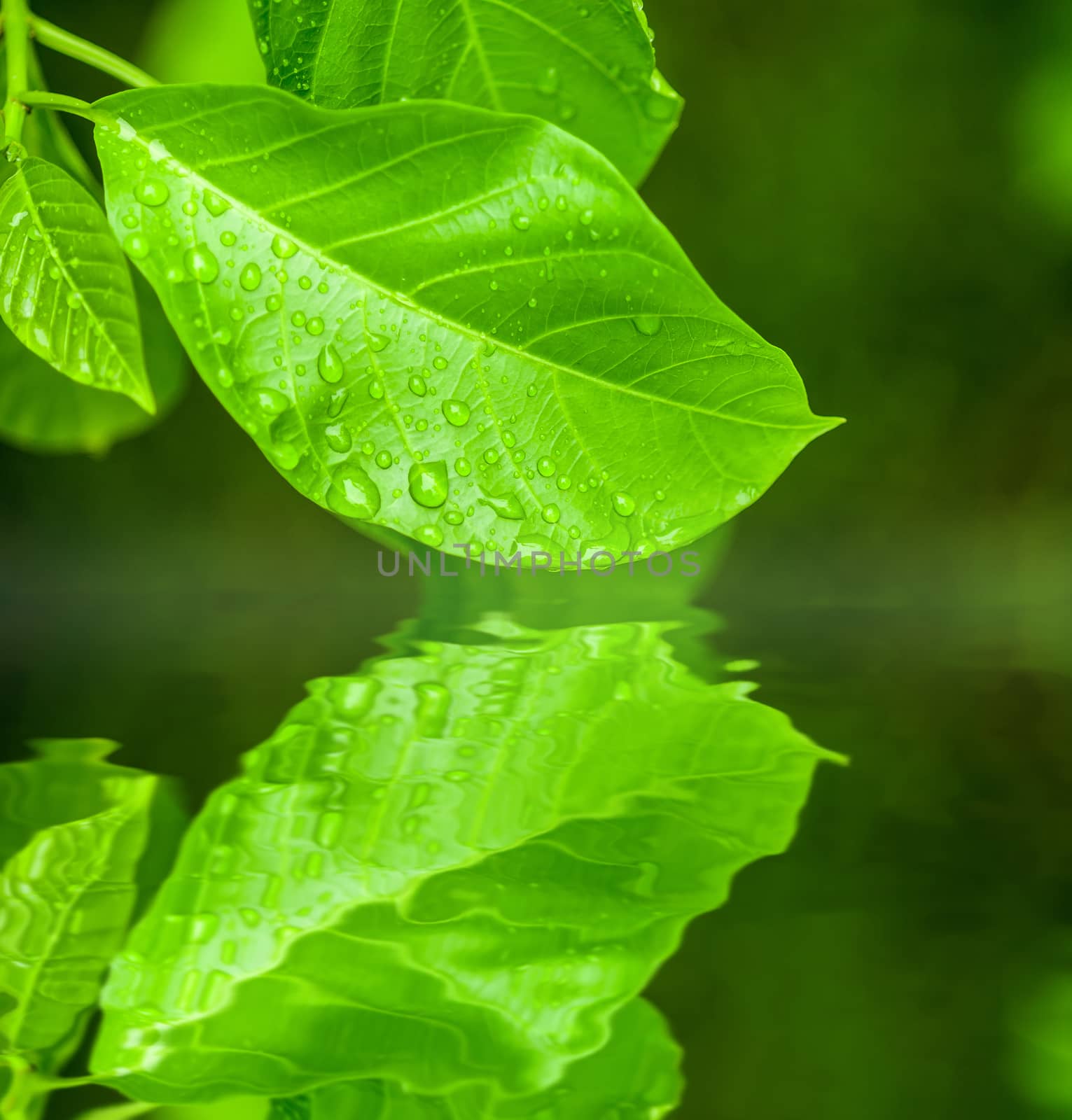 Water drop on leaf by seksan44