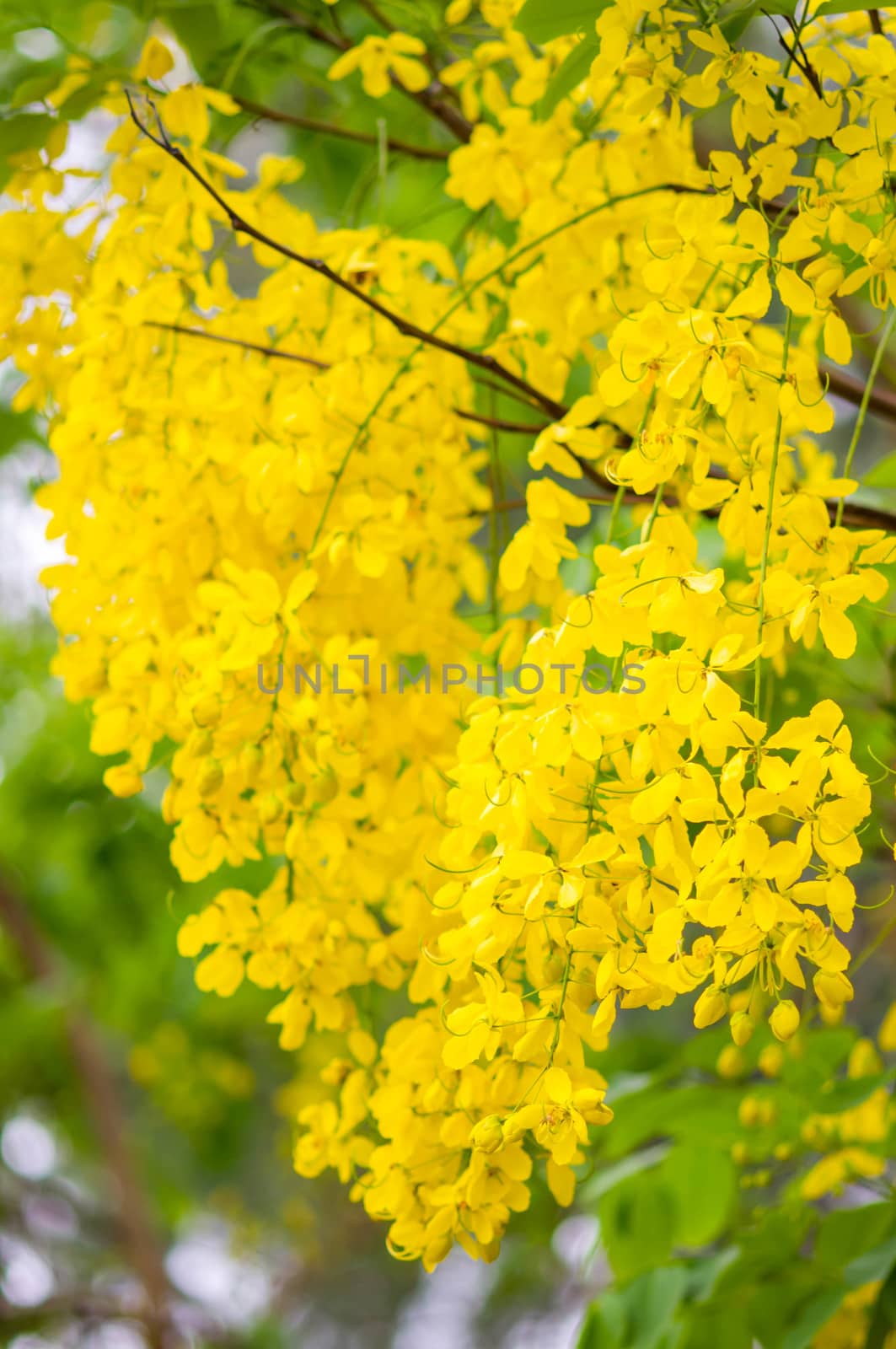 Cassia fistula or Golden shower flower by seksan44