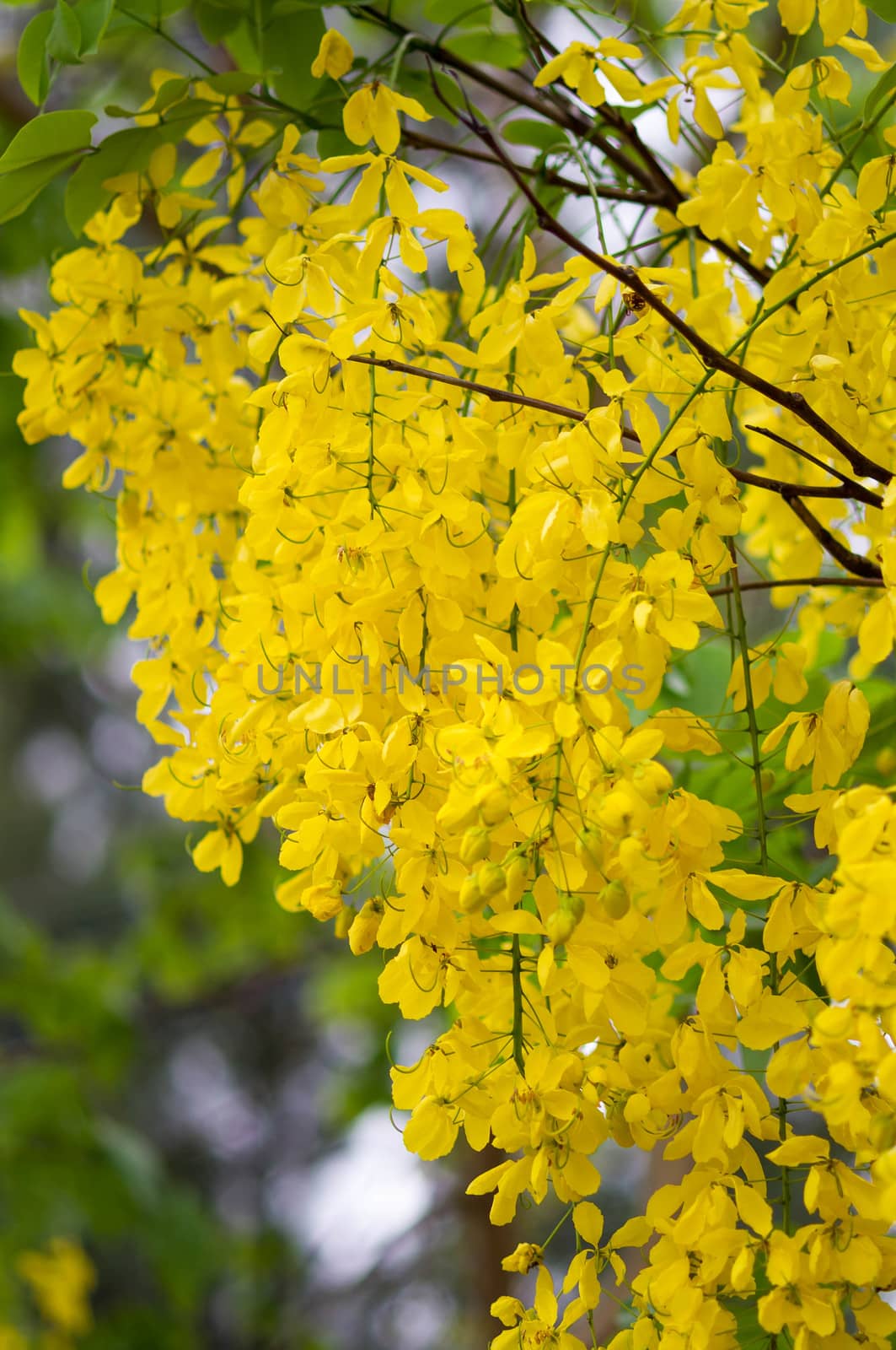 Cassia fistula or Golden shower flower by seksan44