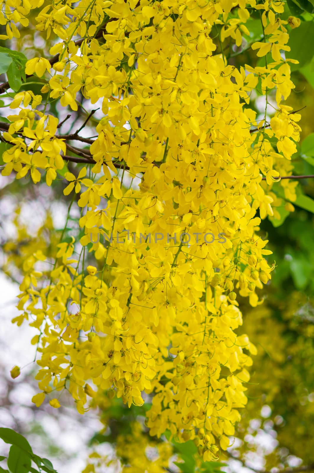 Cassia fistula or Golden shower flower by seksan44