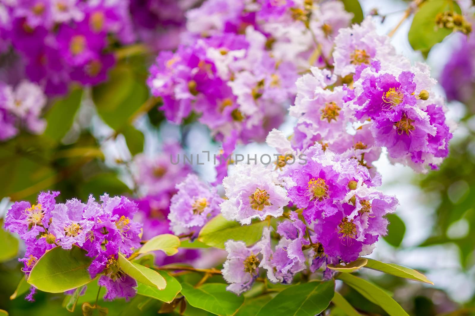Lagerstroemia speciosa by seksan44