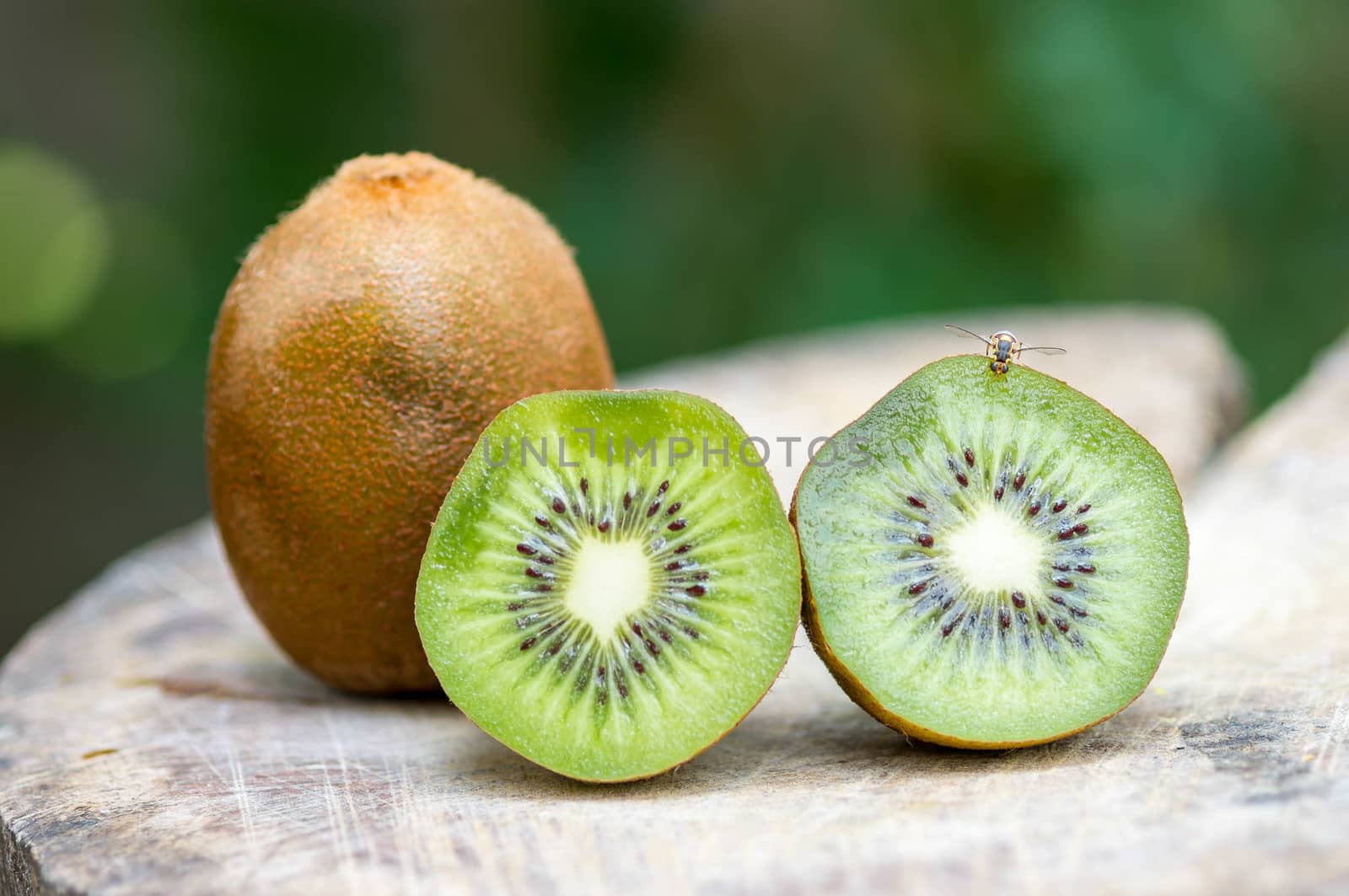 Kiwi fruit by seksan44