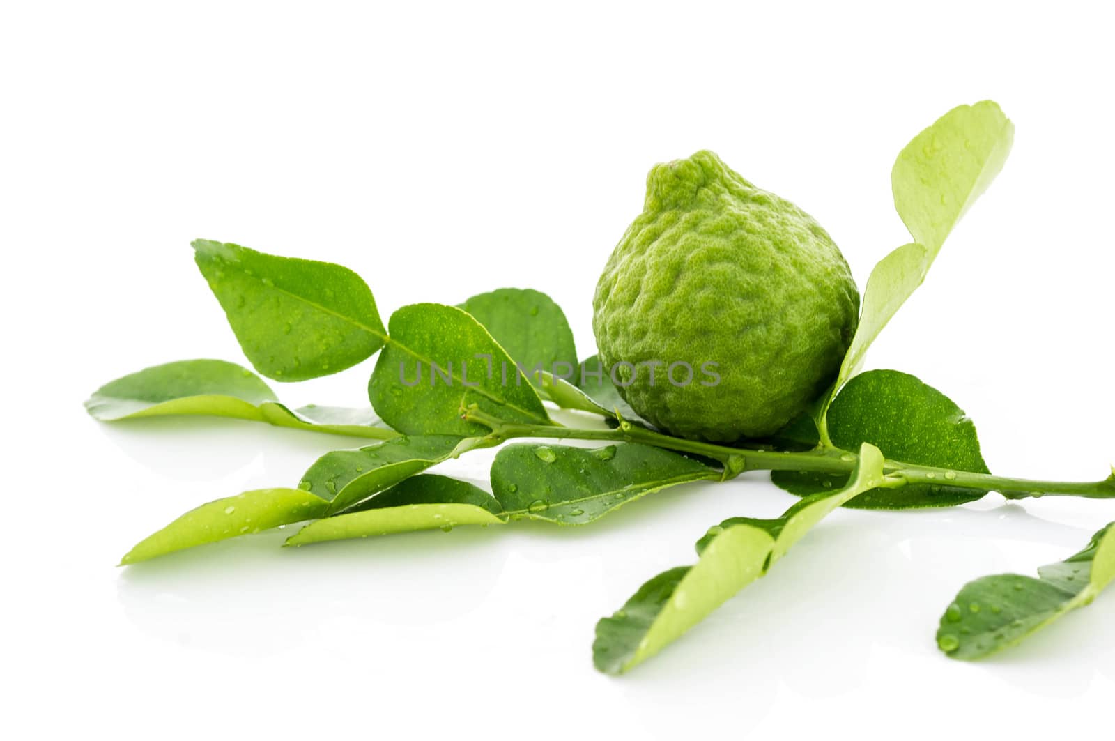 Kaffir lime fresh leaf by seksan44