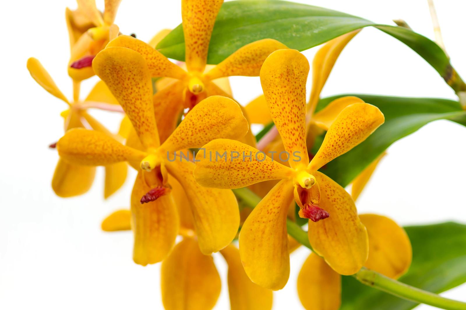 Orchid flower on white background.