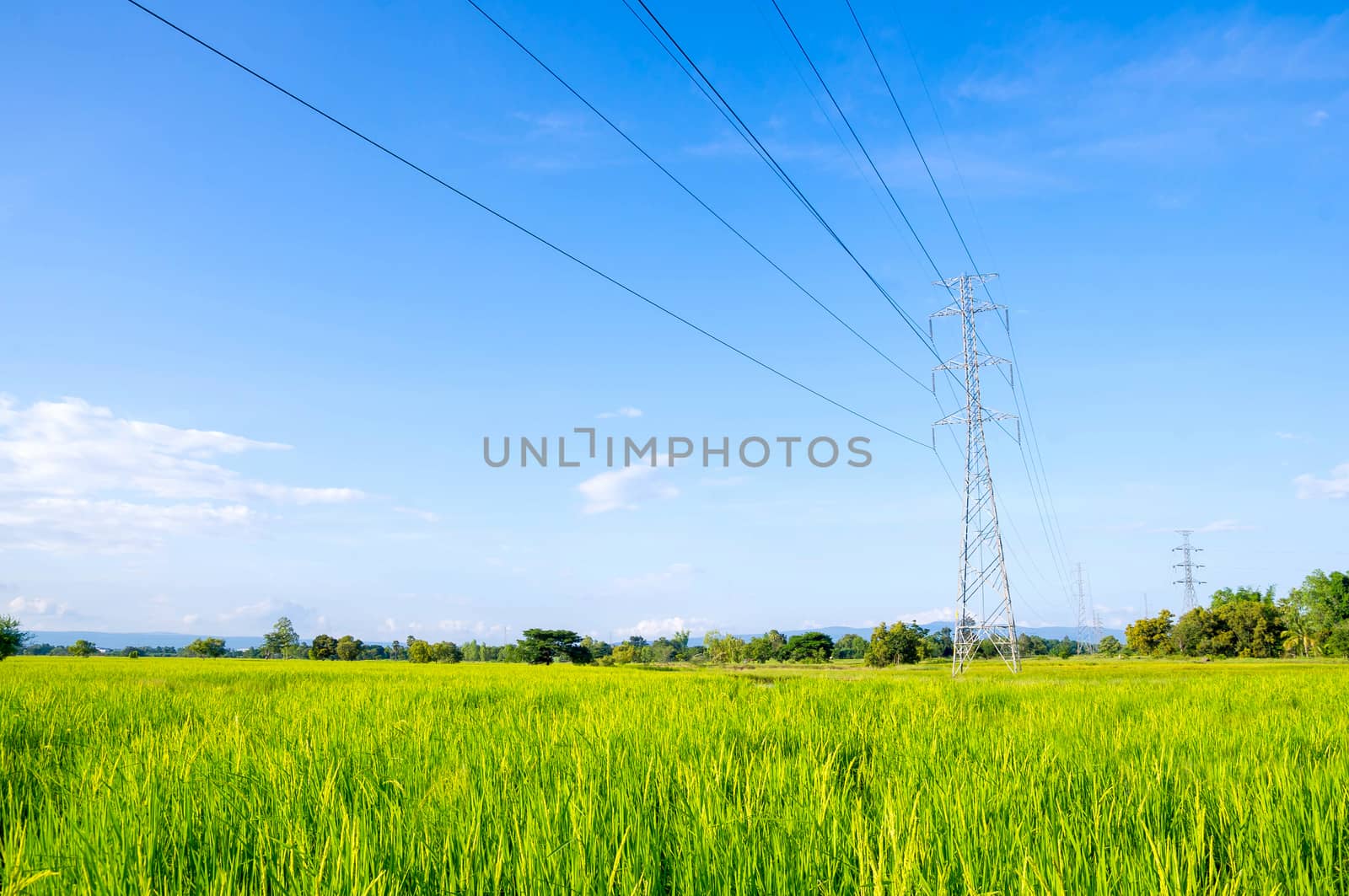 high voltage post.High-voltage tower on green rice field with sky background.