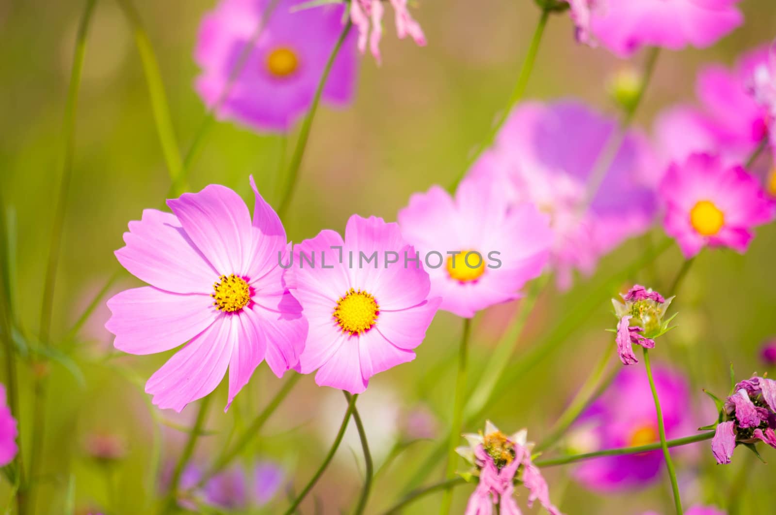 Pink cosmos flowers in Thailand